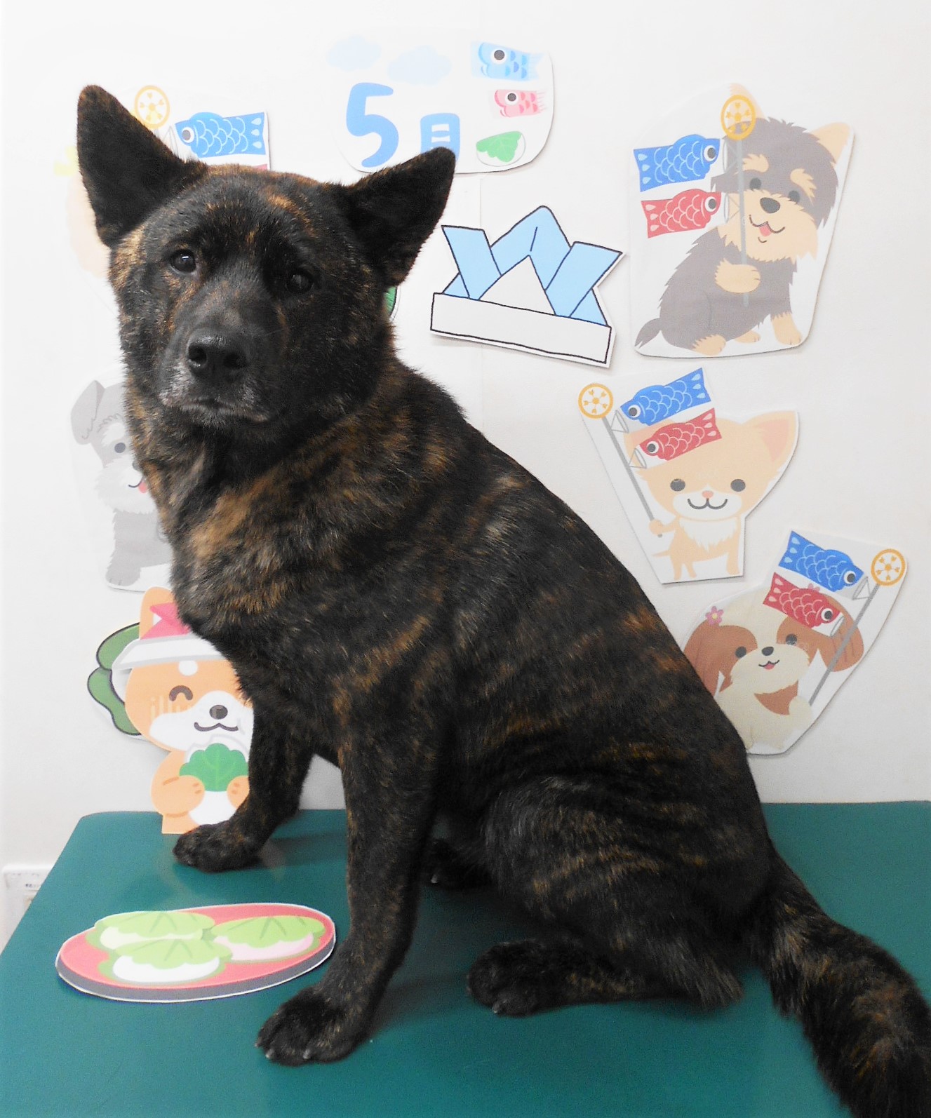 甲斐犬のトリミングカット シュシュどうぶつ病院の1枚目