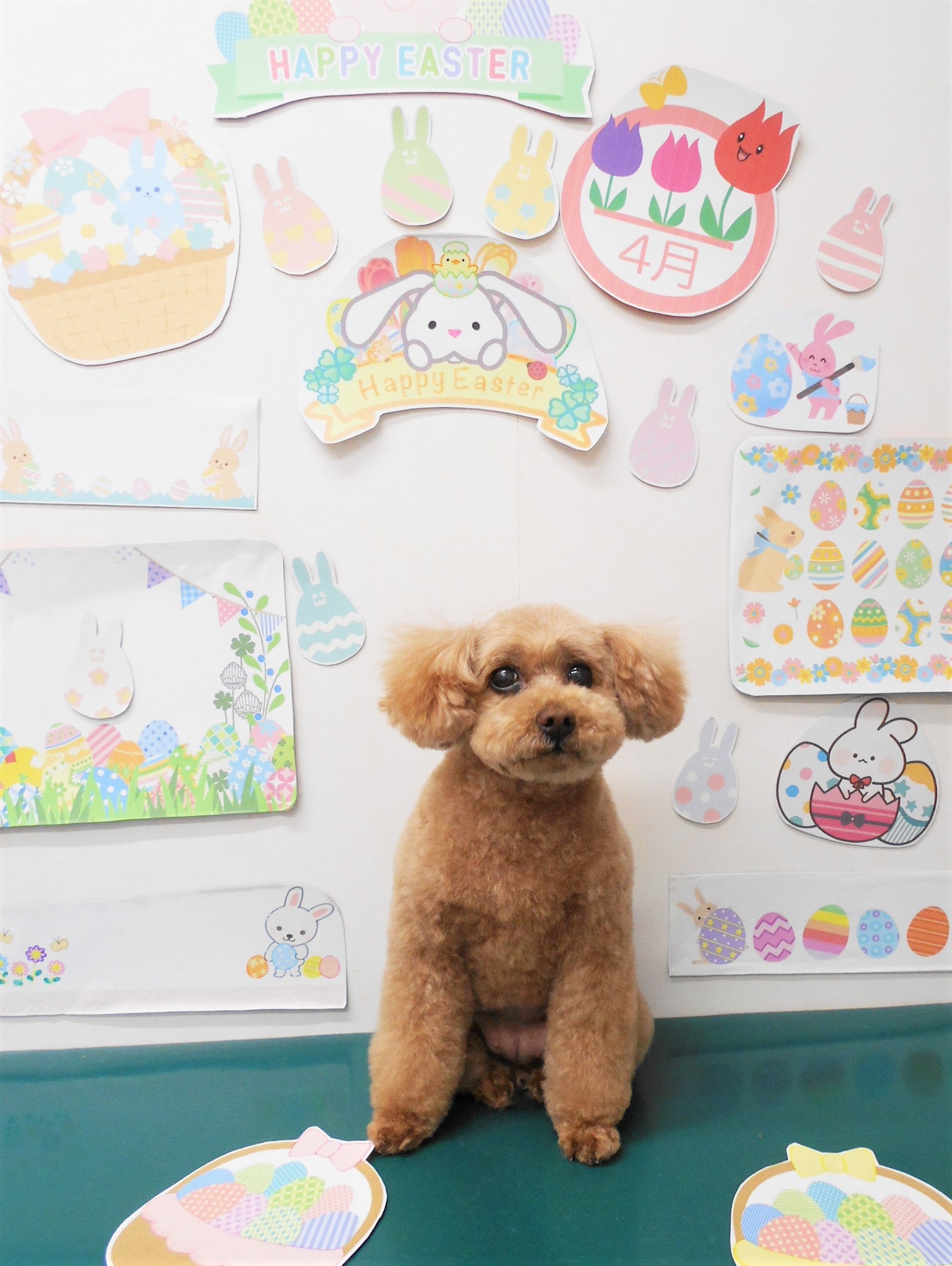 トイプードルのトリミングカット シュシュどうぶつ病院の1枚目