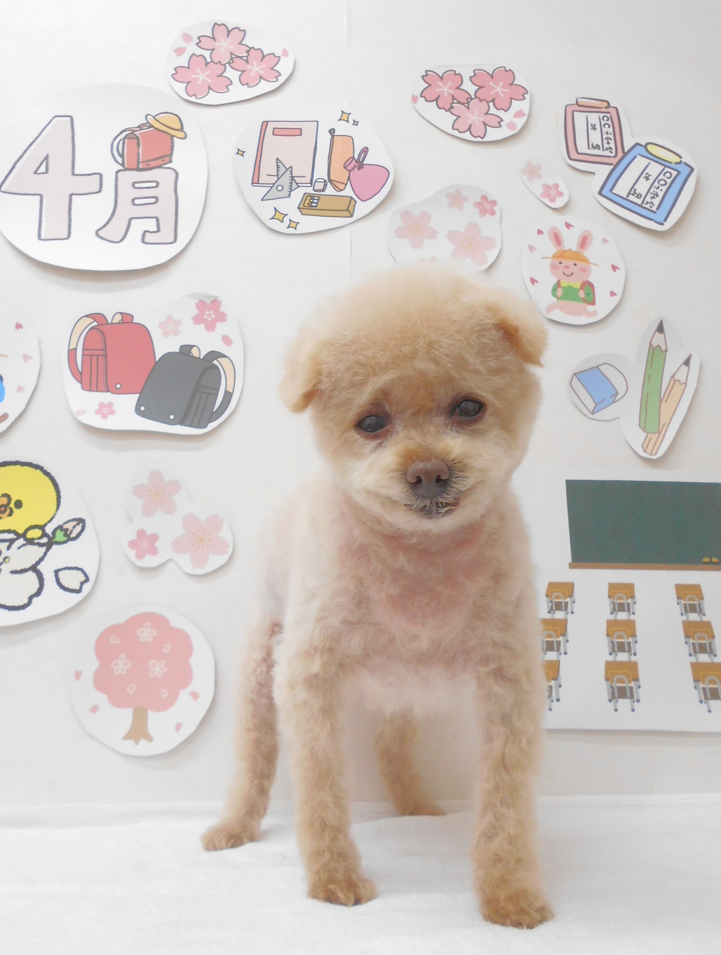 トイプードルのトリミングカット シュシュどうぶつ病院の1枚目