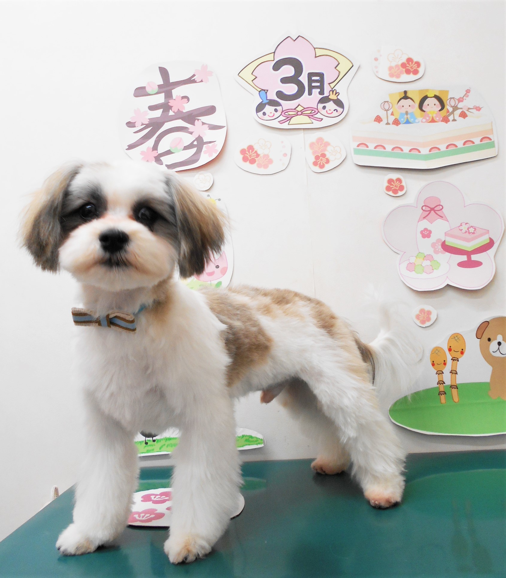 ミックス犬(その他)のトリミングカット シュシュどうぶつ病院の1枚目