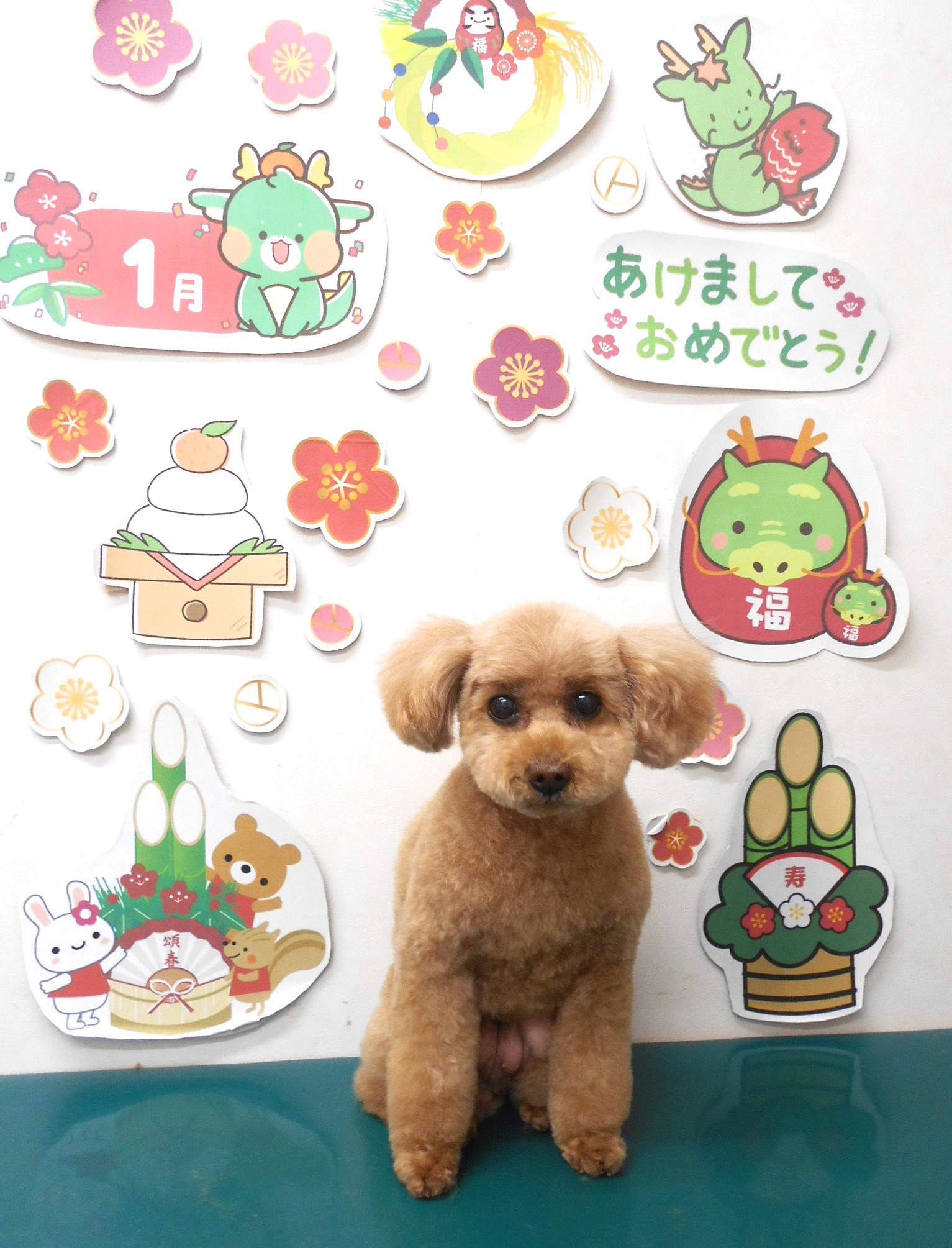 トリミングサロン シュシュどうぶつ病院のトリミングカット-8542の1枚目