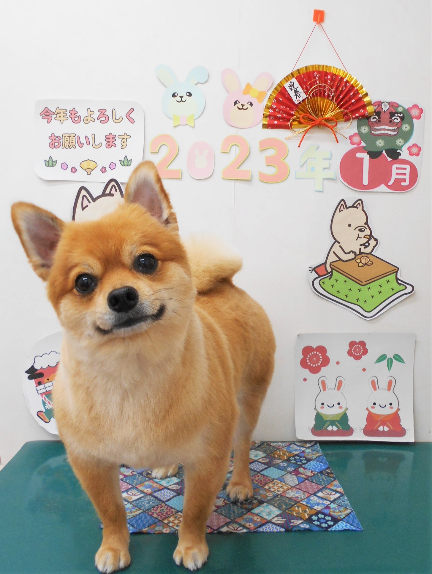 ミックス犬(その他)のトリミングカット シュシュどうぶつ病院の1枚目