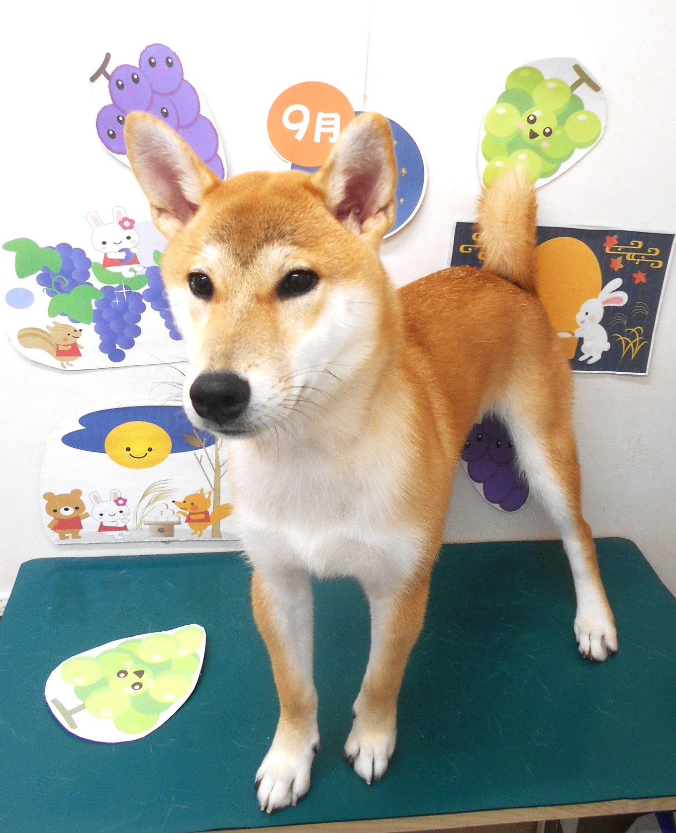 柴犬のトリミングカット シュシュどうぶつ病院の1枚目