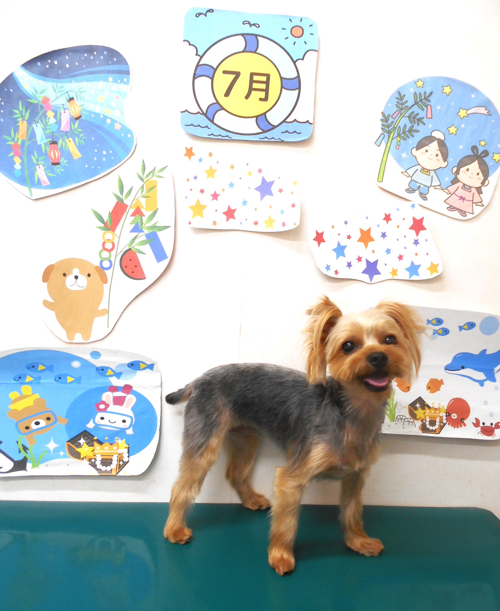 ヨークシャーテリアのトリミングカット シュシュどうぶつ病院の1枚目