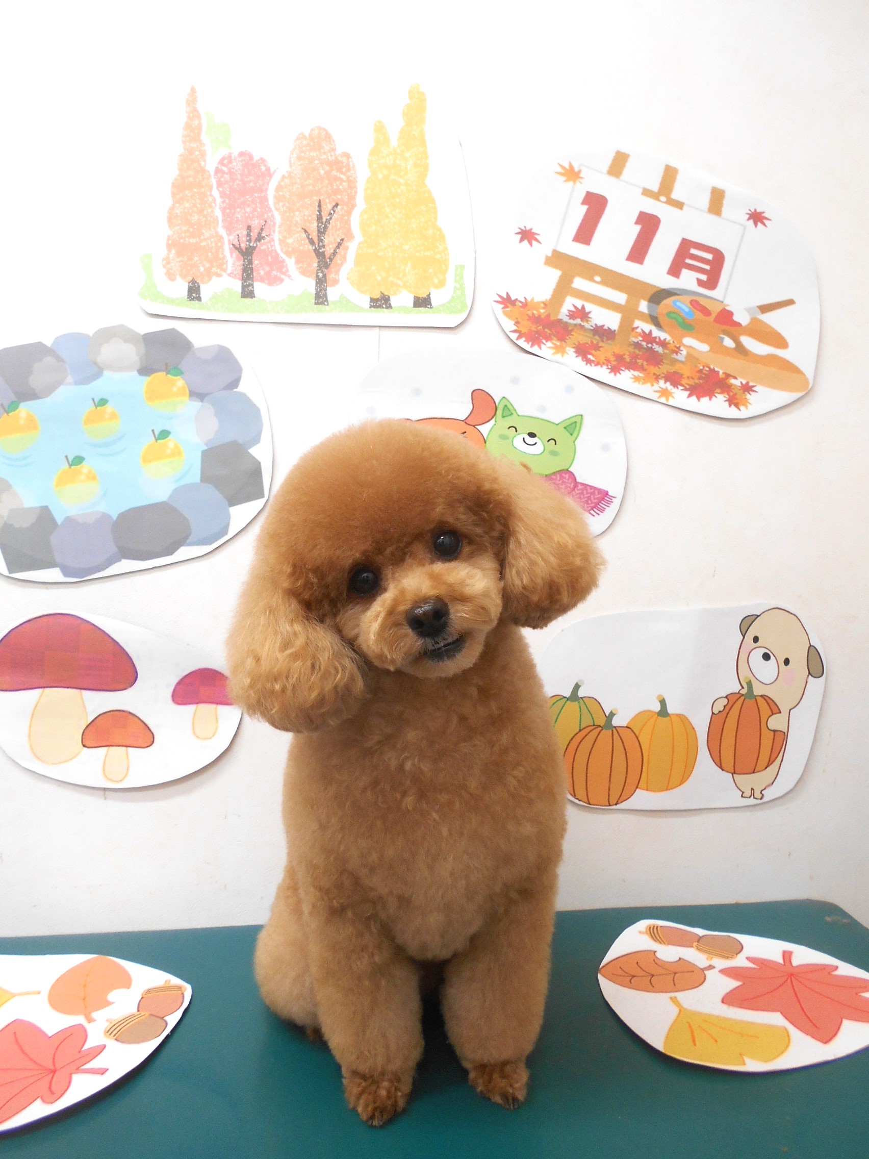 トイプードルのトリミングカット シュシュどうぶつ病院の1枚目