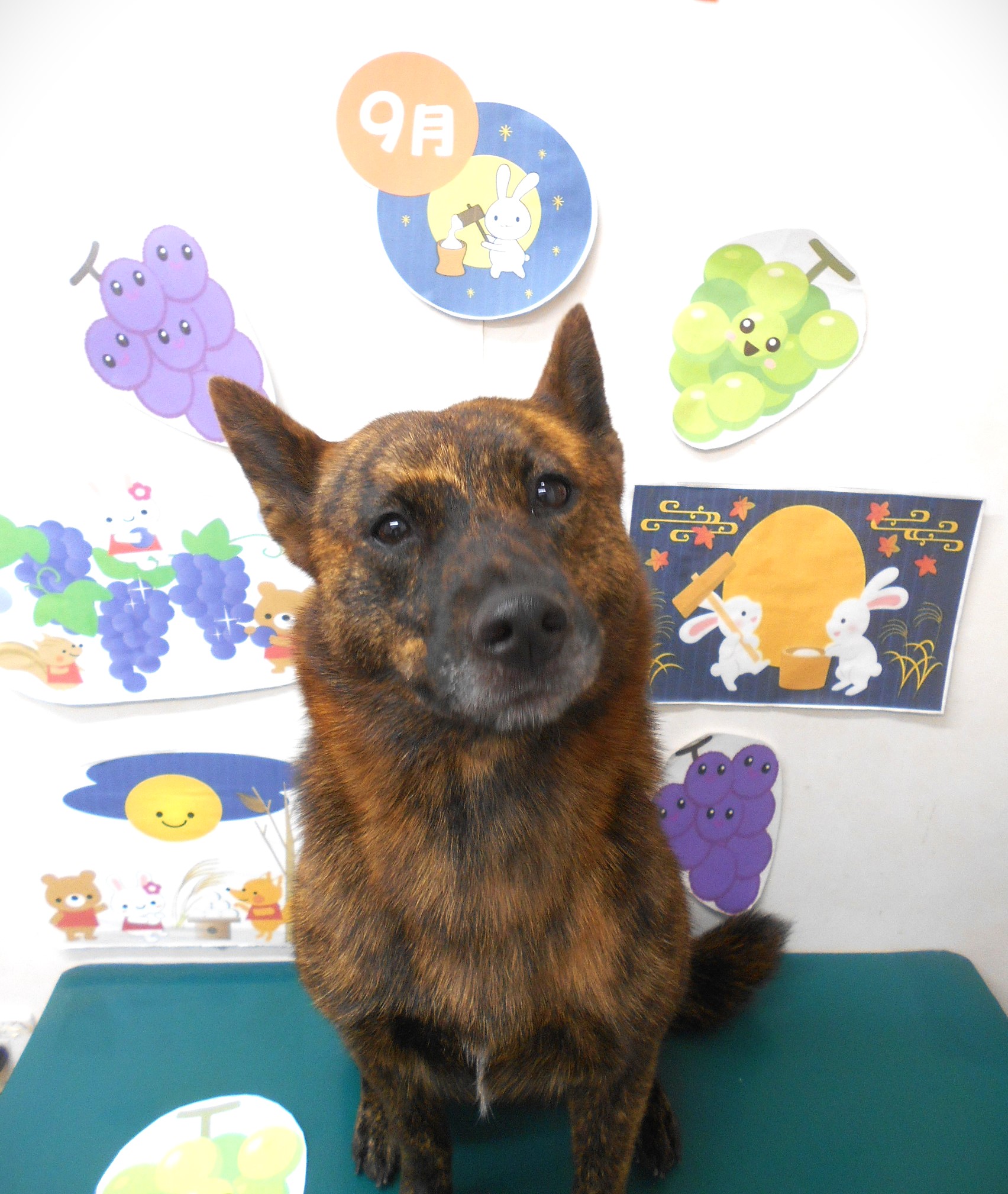 甲斐犬のトリミングカット シュシュどうぶつ病院の1枚目