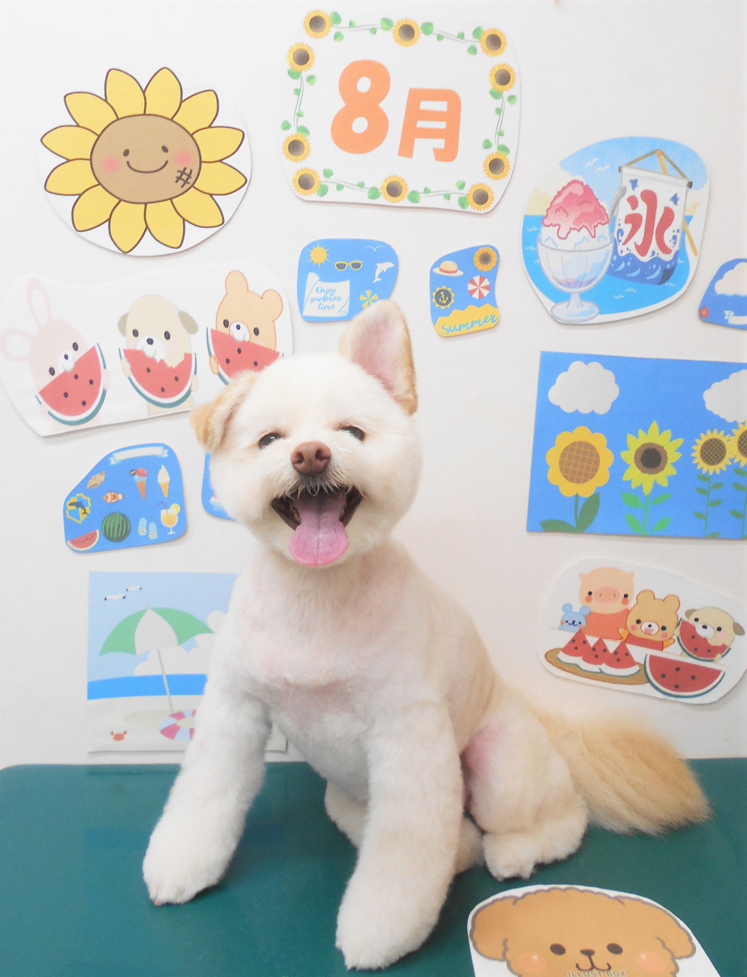 ミックス犬(その他)のトリミングカット シュシュどうぶつ病院の1枚目