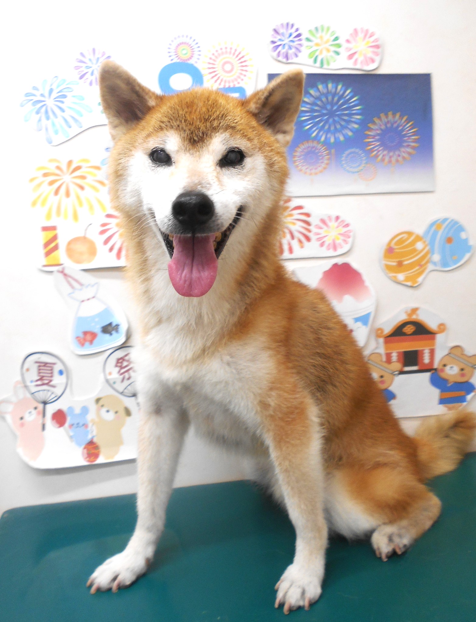 柴犬のトリミングカット シュシュどうぶつ病院の1枚目