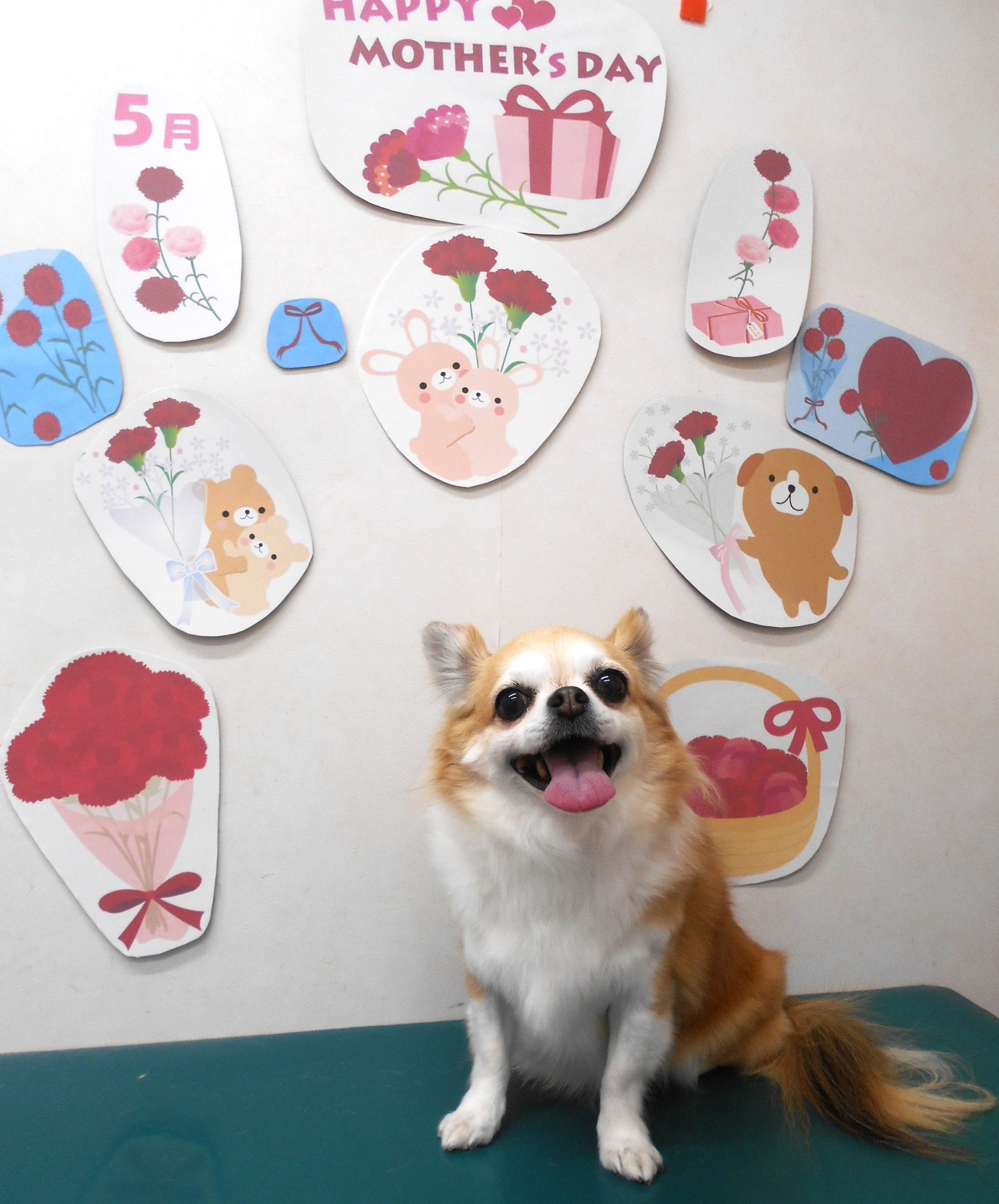 チワワのトリミングカット シュシュどうぶつ病院の1枚目