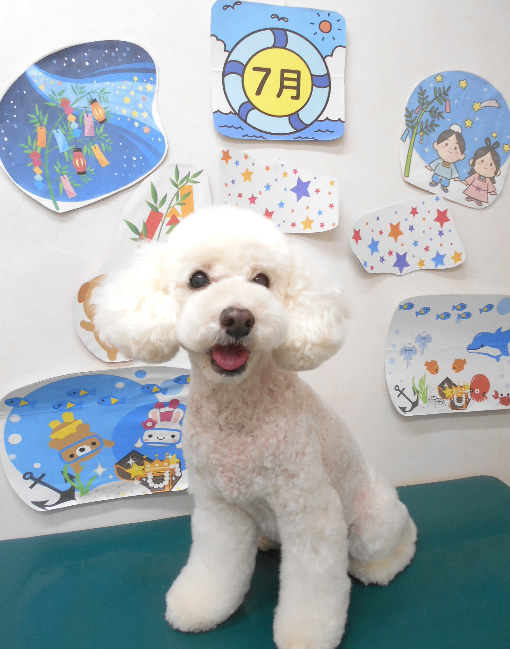 トイプードルのトリミングカット シュシュどうぶつ病院の1枚目