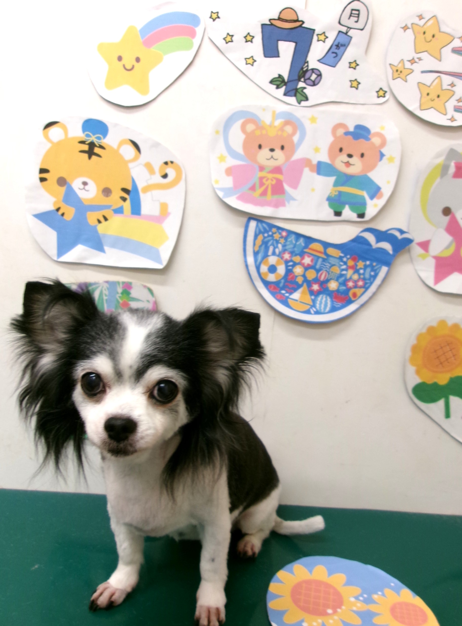 チワワのトリミングカット シュシュどうぶつ病院の1枚目