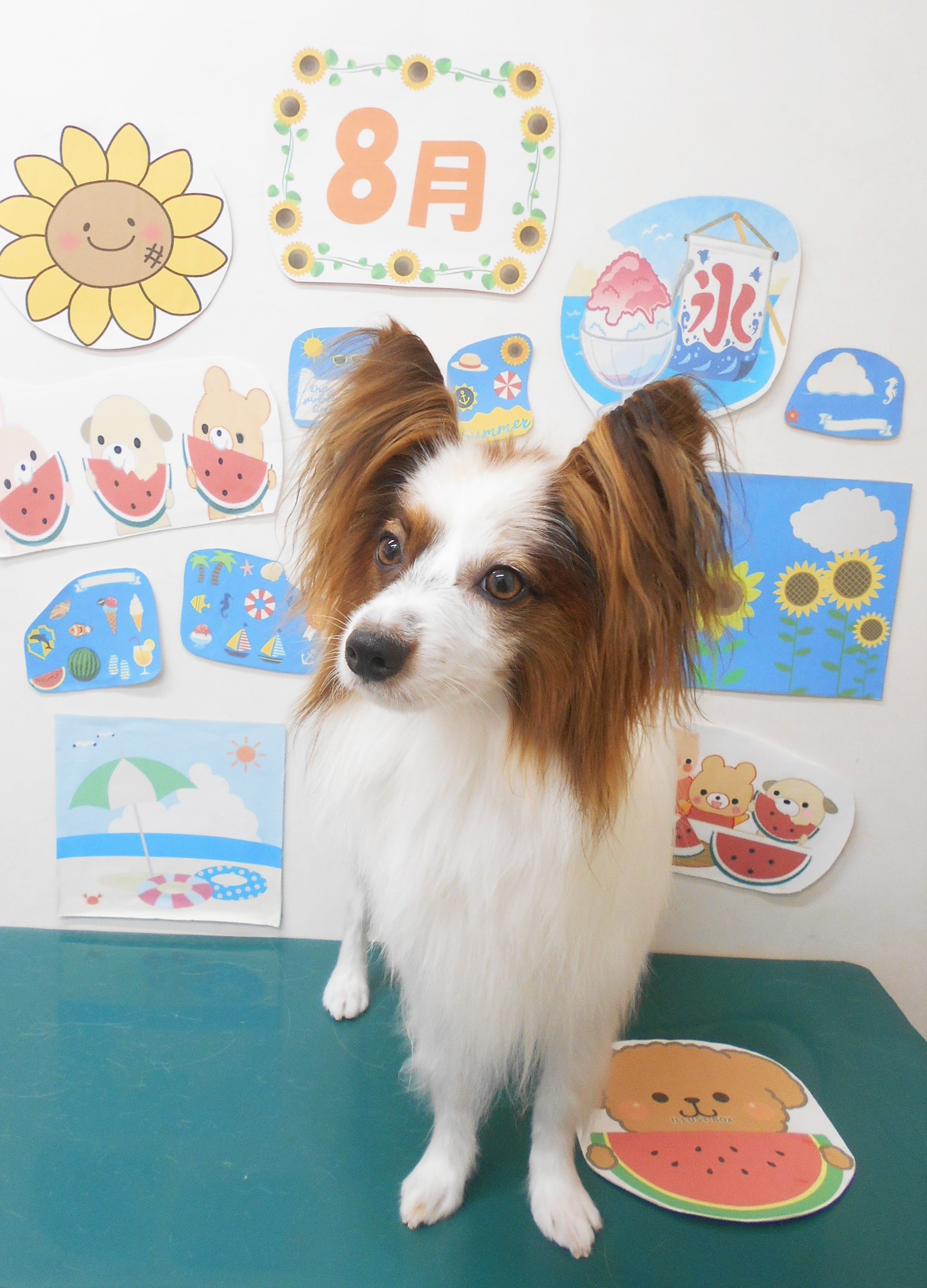 ミックス犬(その他)のトリミングカット シュシュどうぶつ病院の1枚目