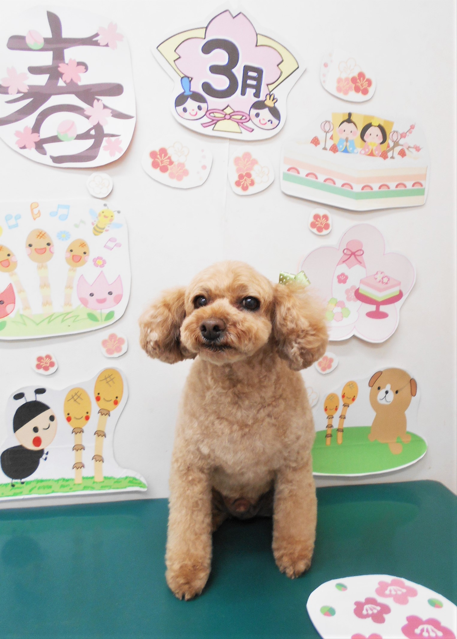 トイプードルのトリミングカット シュシュどうぶつ病院の1枚目