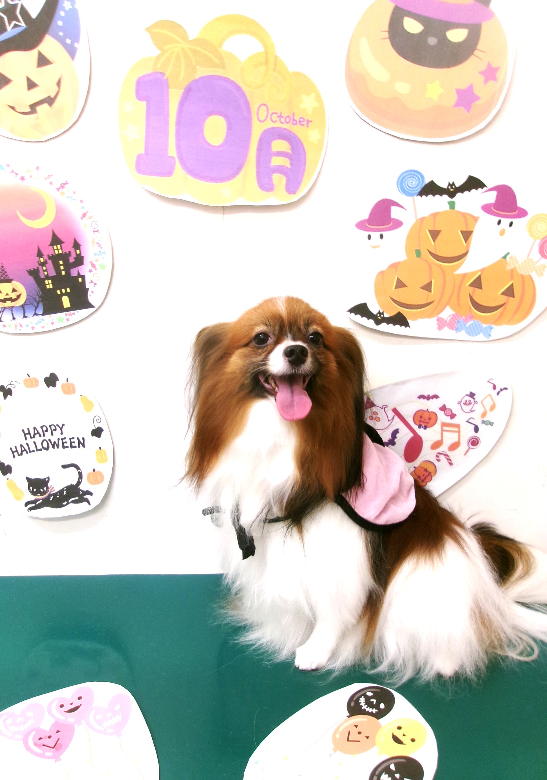 トリミングサロン シュシュどうぶつ病院のトリミングカット-10460の1枚目