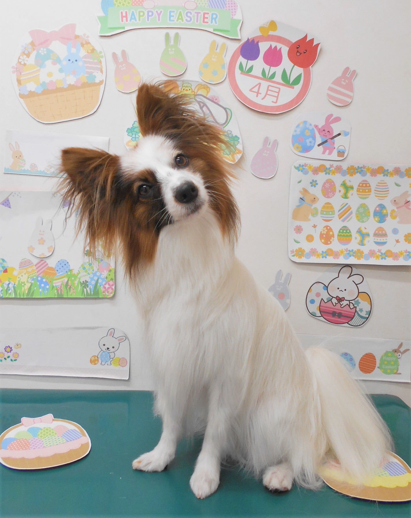 ミックス犬(その他)のトリミングカット シュシュどうぶつ病院の1枚目
