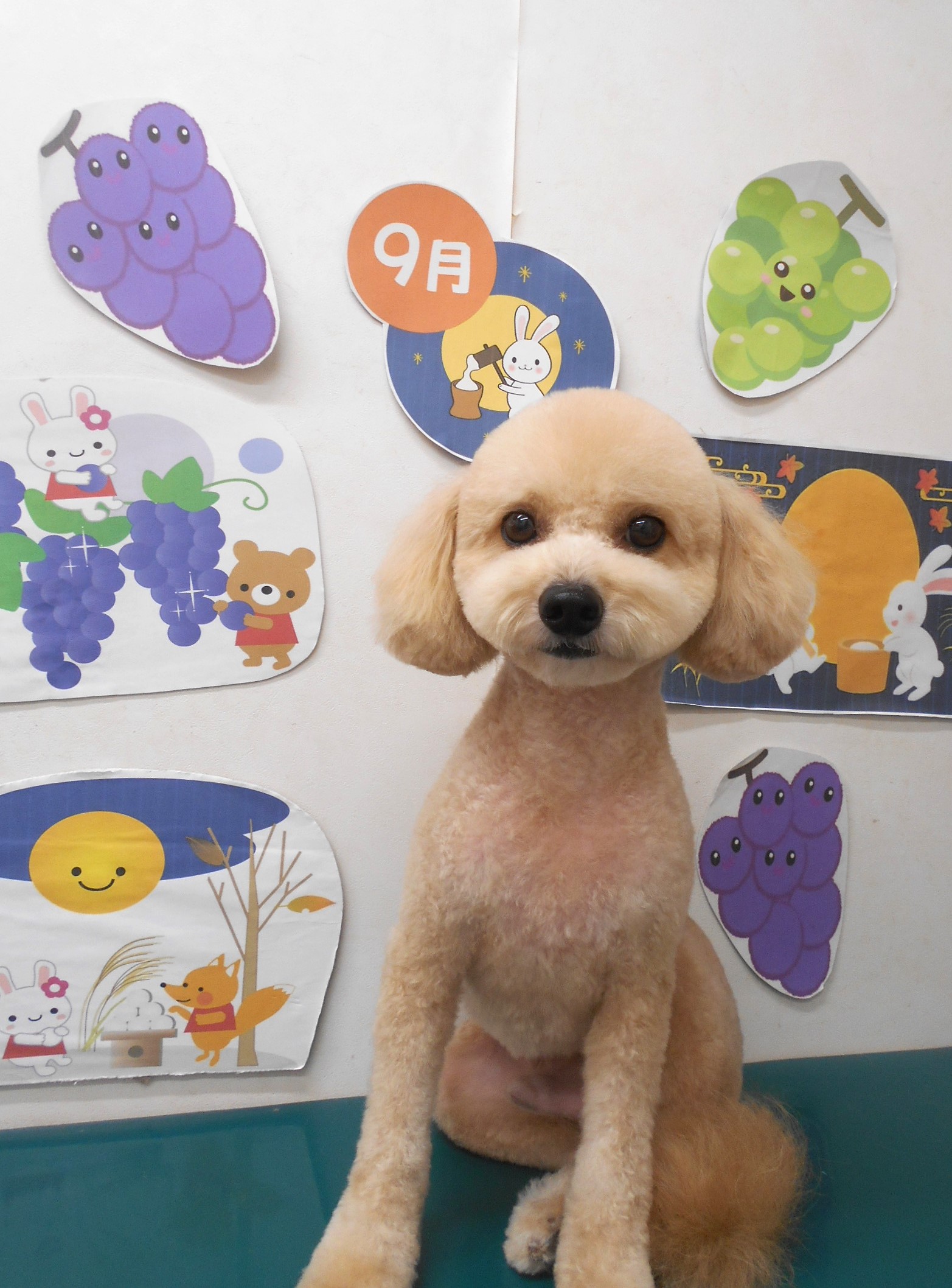 ミックス犬(その他)のトリミングカット シュシュどうぶつ病院の1枚目