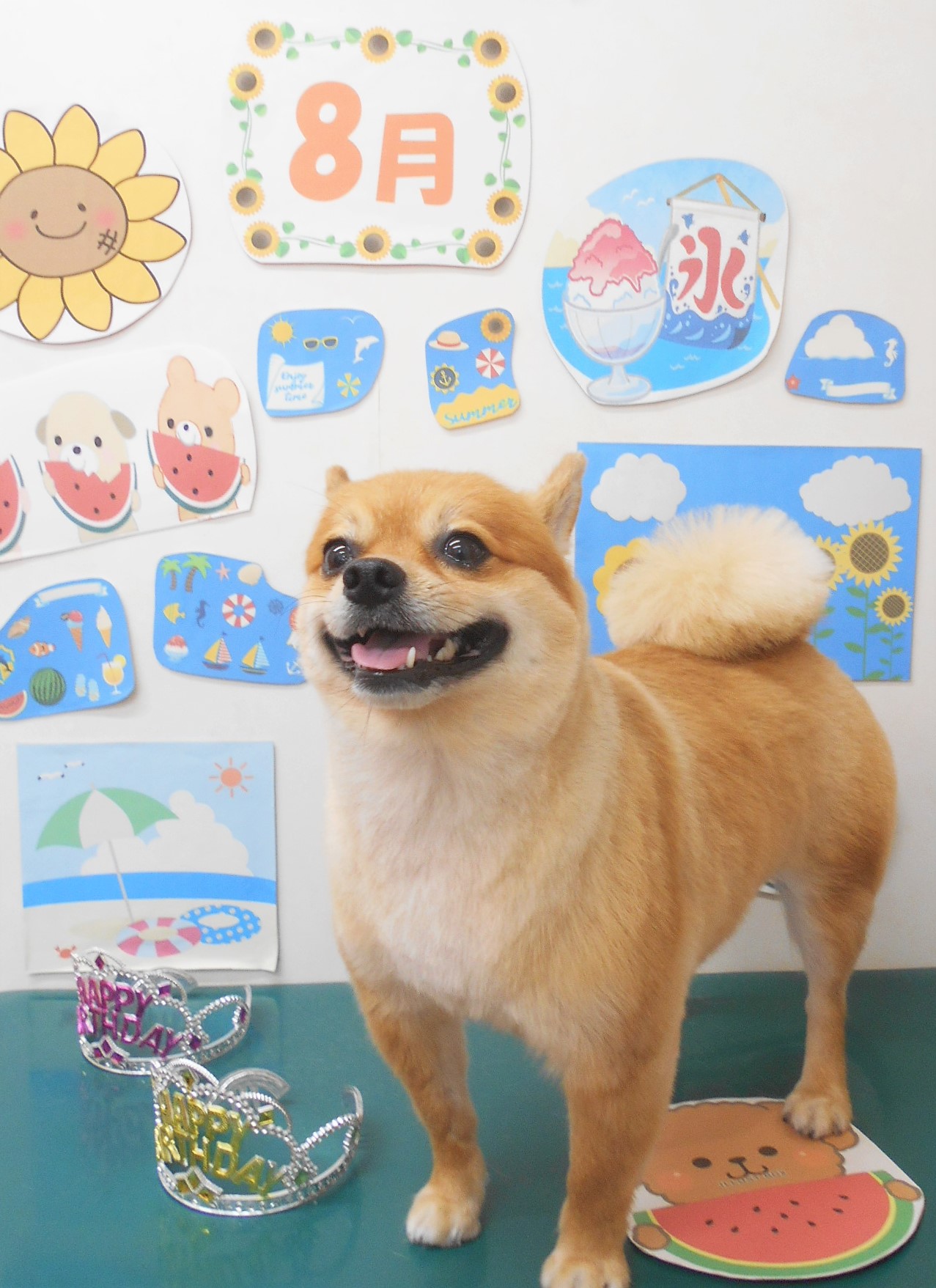 ミックス犬(その他)のトリミングカット シュシュどうぶつ病院の1枚目