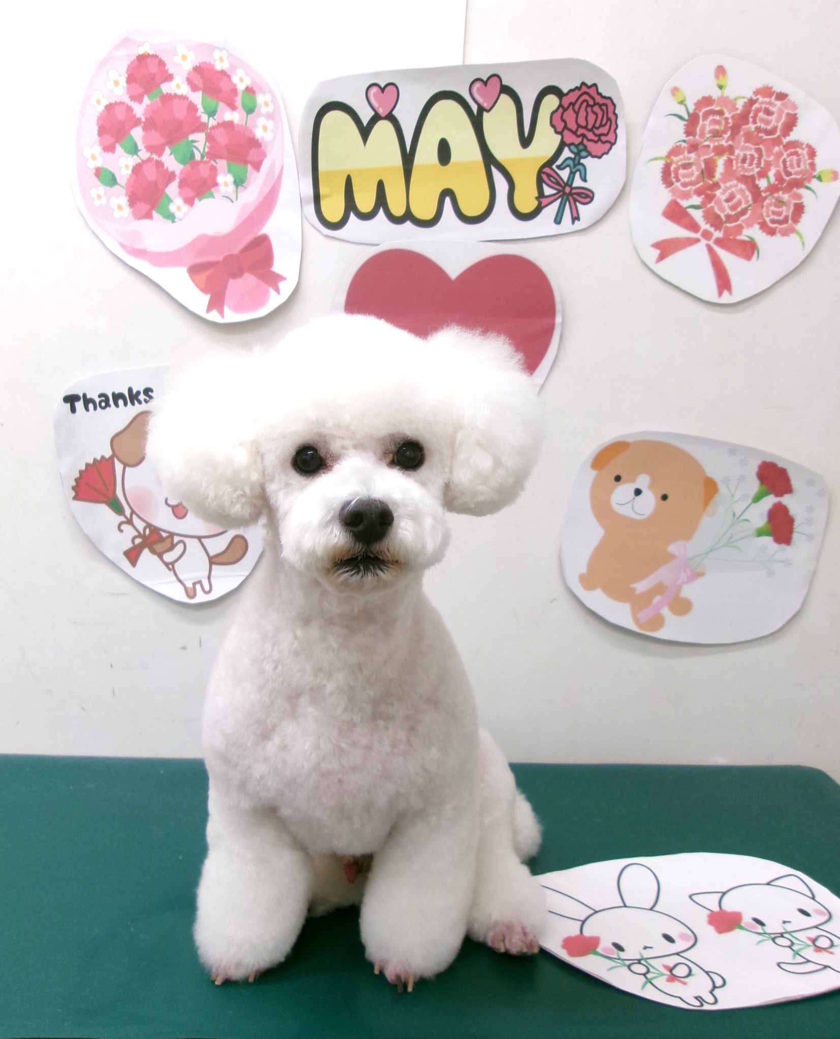 トリミングサロン シュシュどうぶつ病院のトリミングカット-10030の1枚目