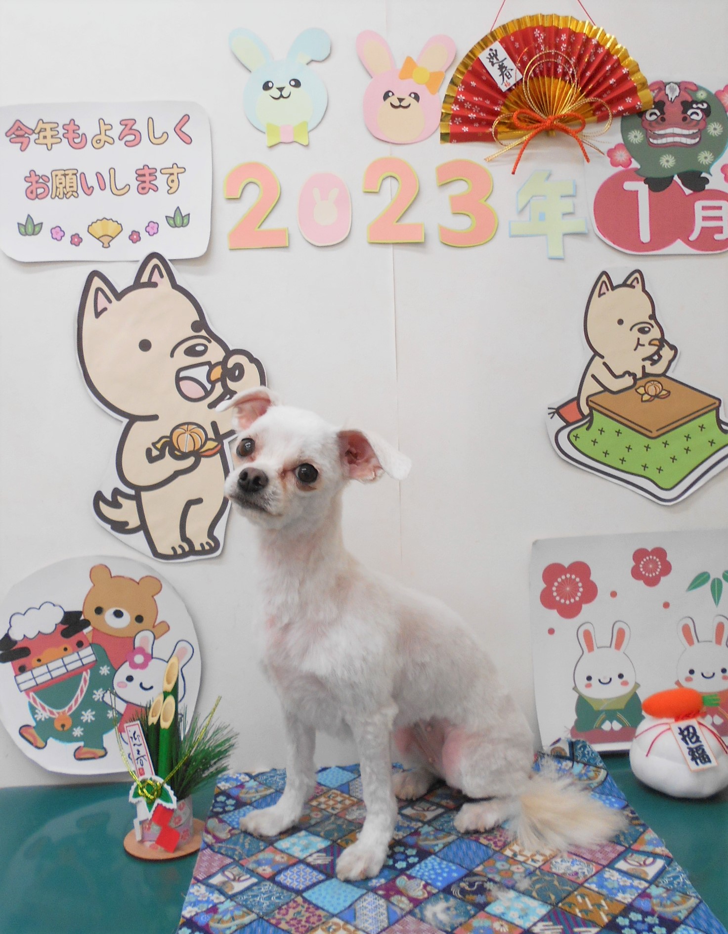 ミックス犬(その他)のトリミングカット シュシュどうぶつ病院の1枚目