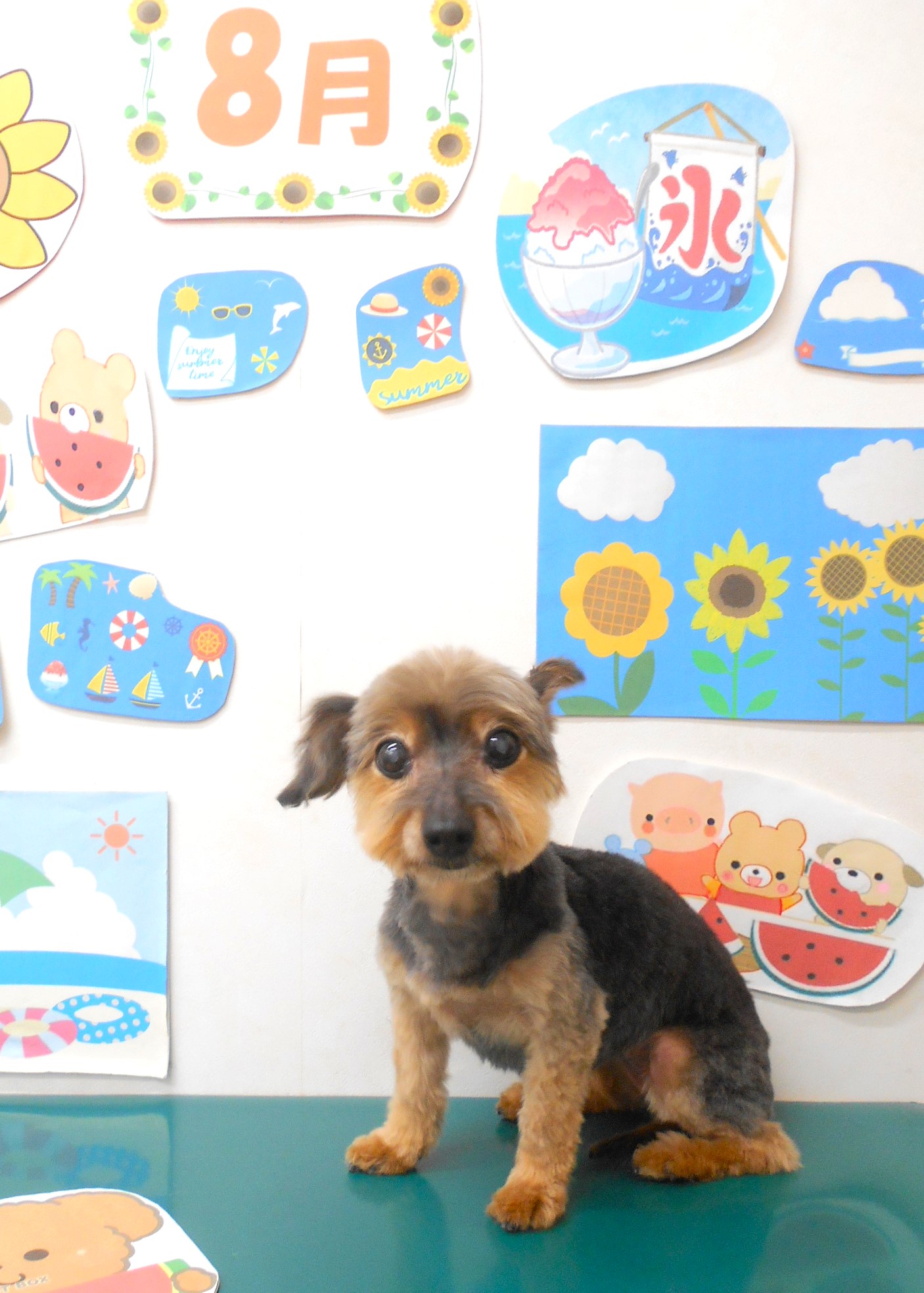 ミックス犬(その他)のトリミングカット シュシュどうぶつ病院の1枚目