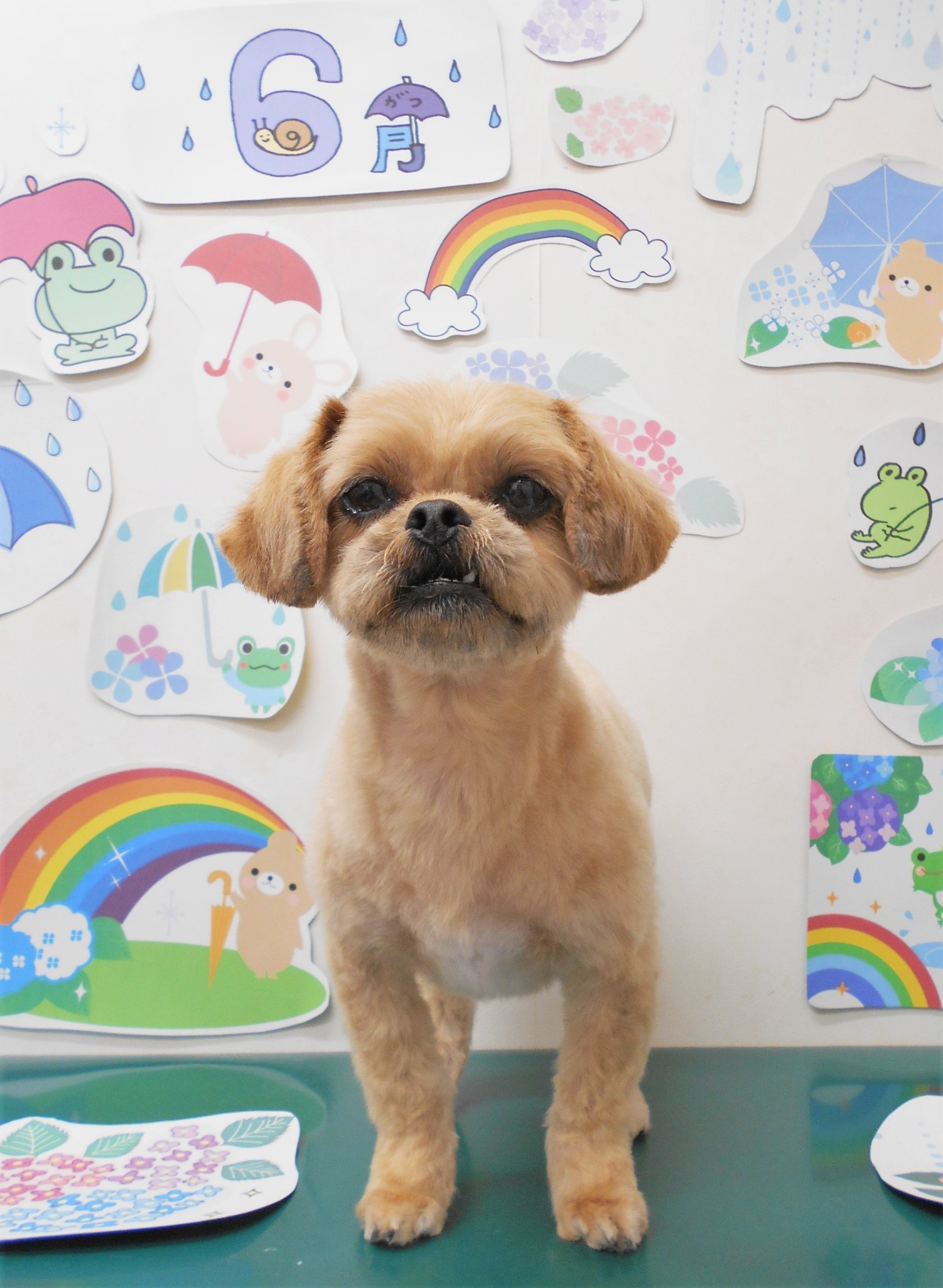 ミックス犬(その他)のトリミングカット シュシュどうぶつ病院の1枚目