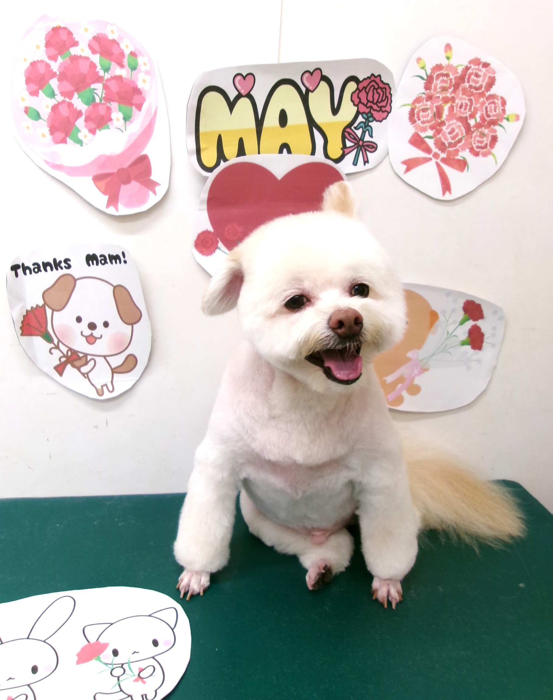 トリミングサロン シュシュどうぶつ病院のトリミングカット-10089の1枚目