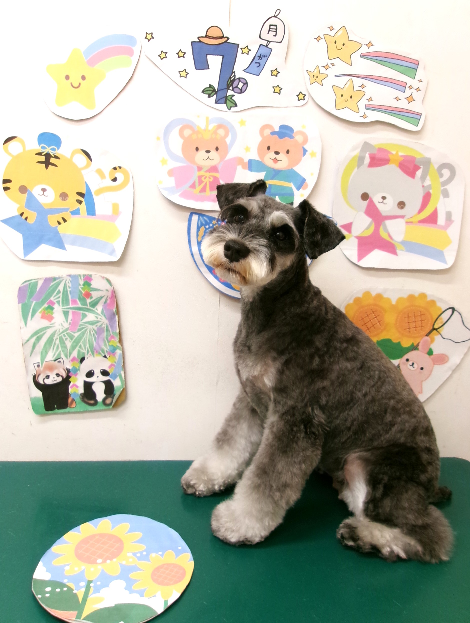 ミニチュアシュナウザーのトリミングカット シュシュどうぶつ病院の1枚目