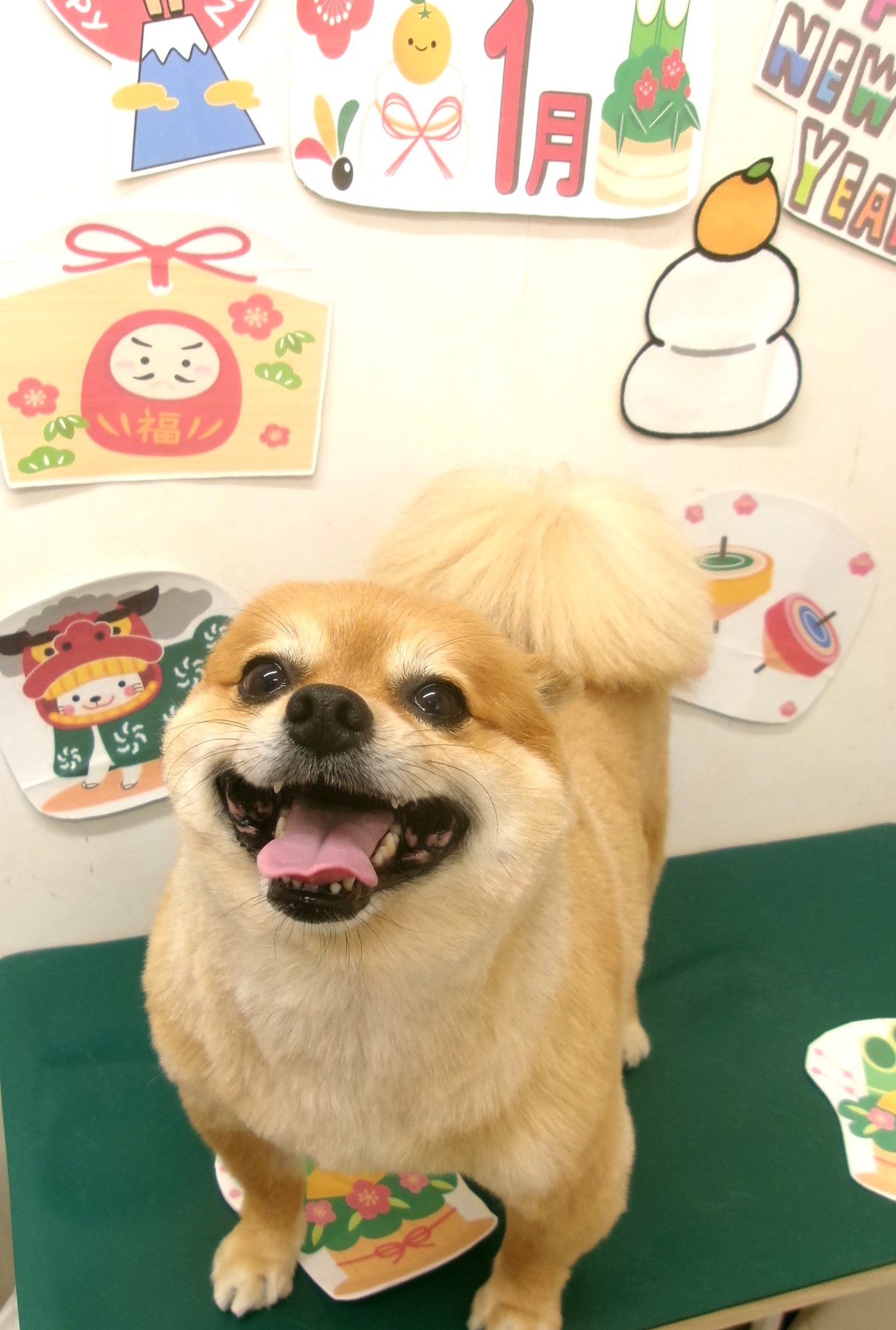 ポメチワ (ポメラニアン×チワワ)のトリミングカット シュシュどうぶつ病院の1枚目