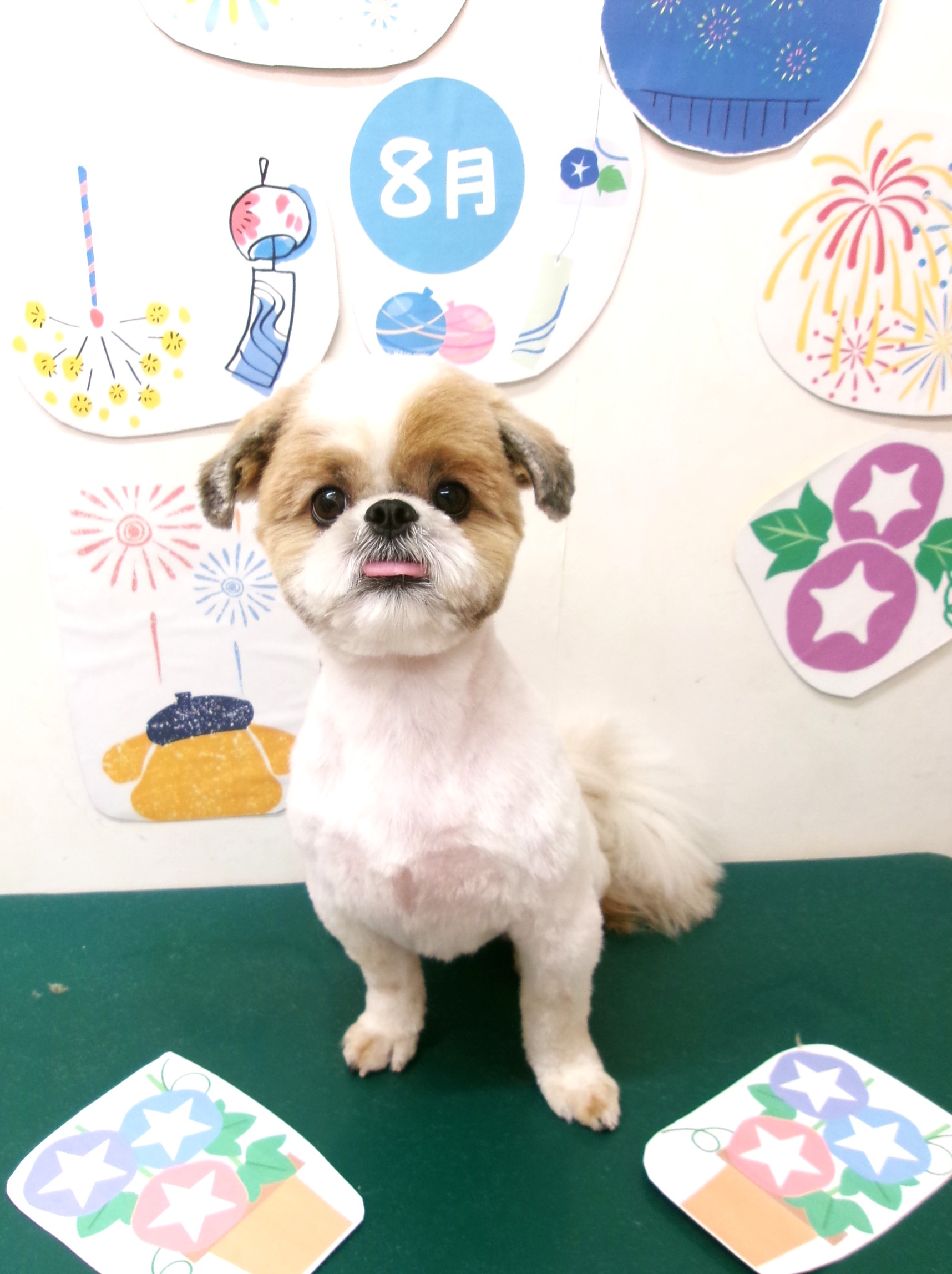 シーズーのトリミングカット シュシュどうぶつ病院の1枚目