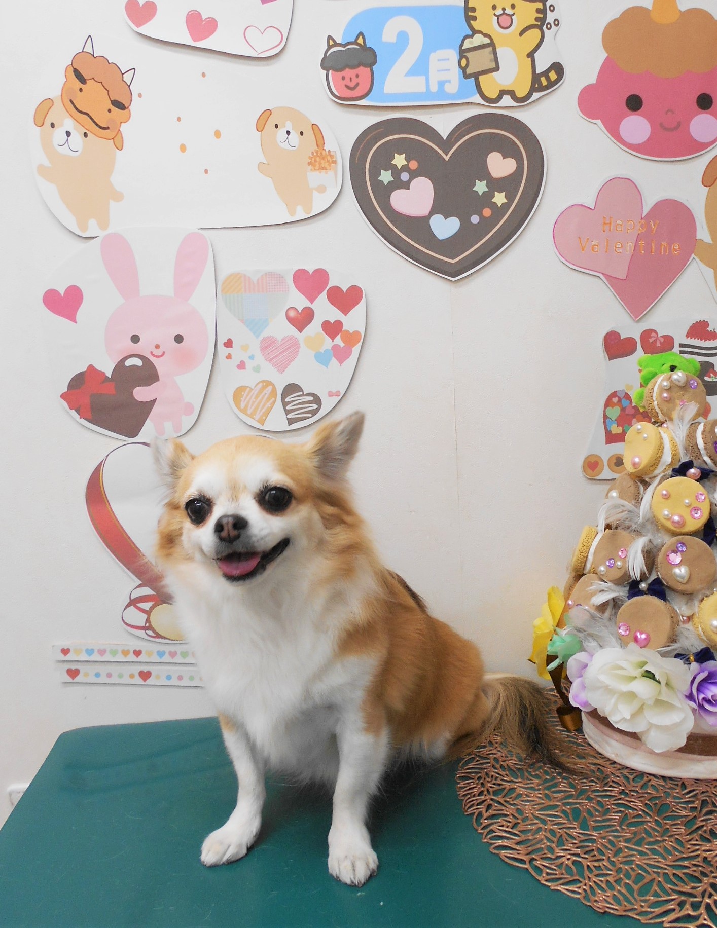 チワワのトリミングカット シュシュどうぶつ病院の1枚目