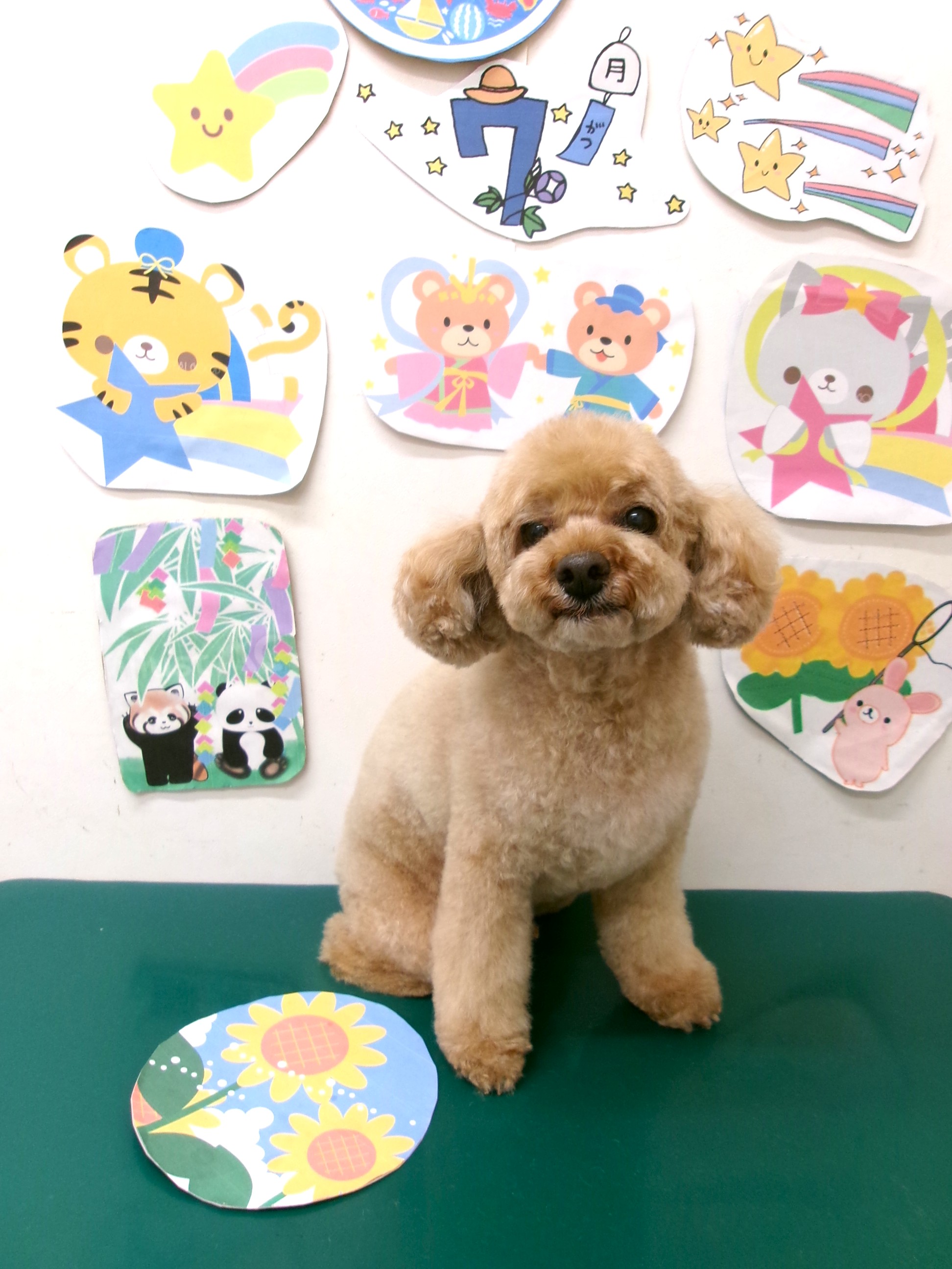 トリミングサロン シュシュどうぶつ病院のトリミングカット-10203の1枚目