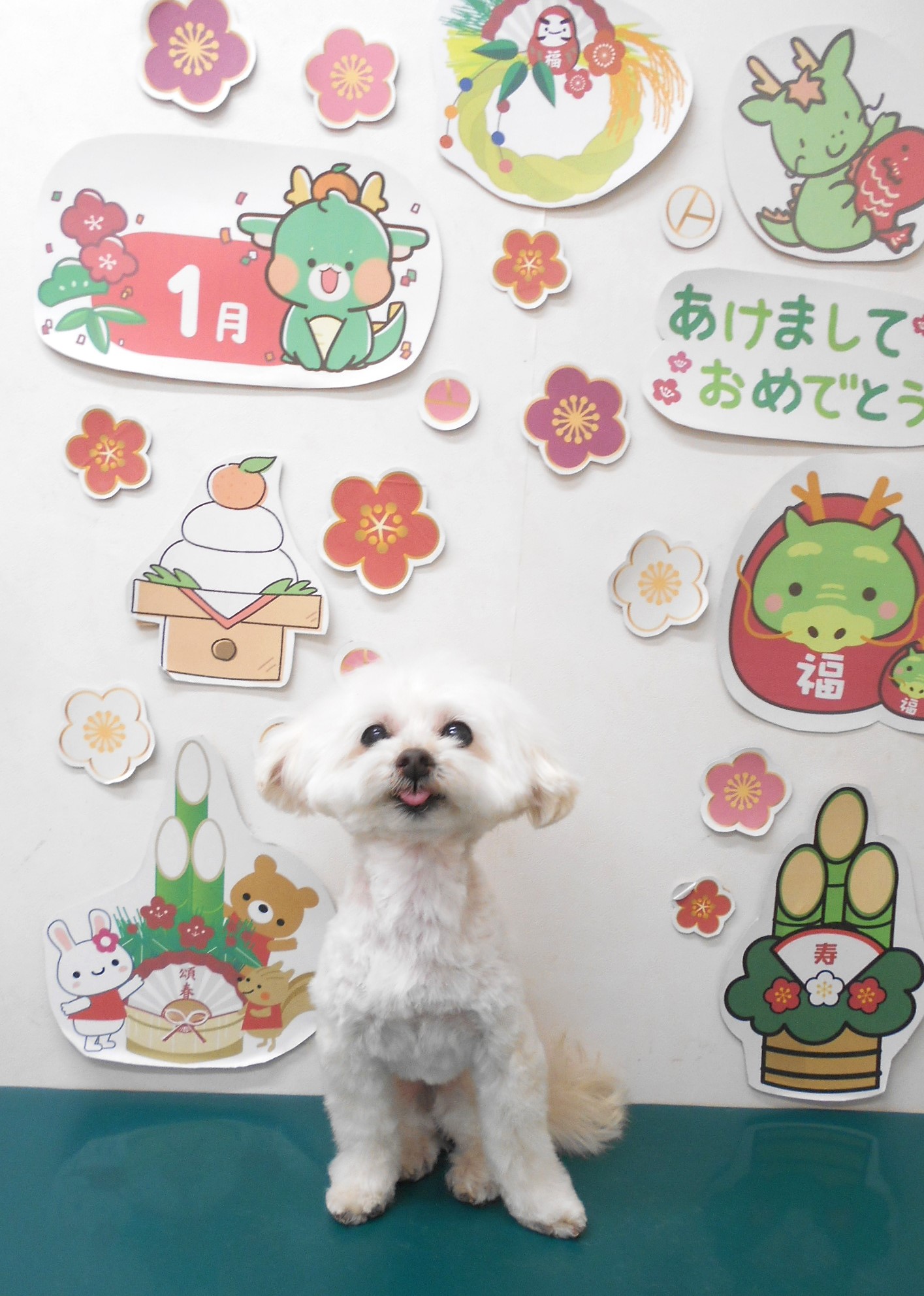 ミックス犬(その他)のトリミングカット シュシュどうぶつ病院の1枚目