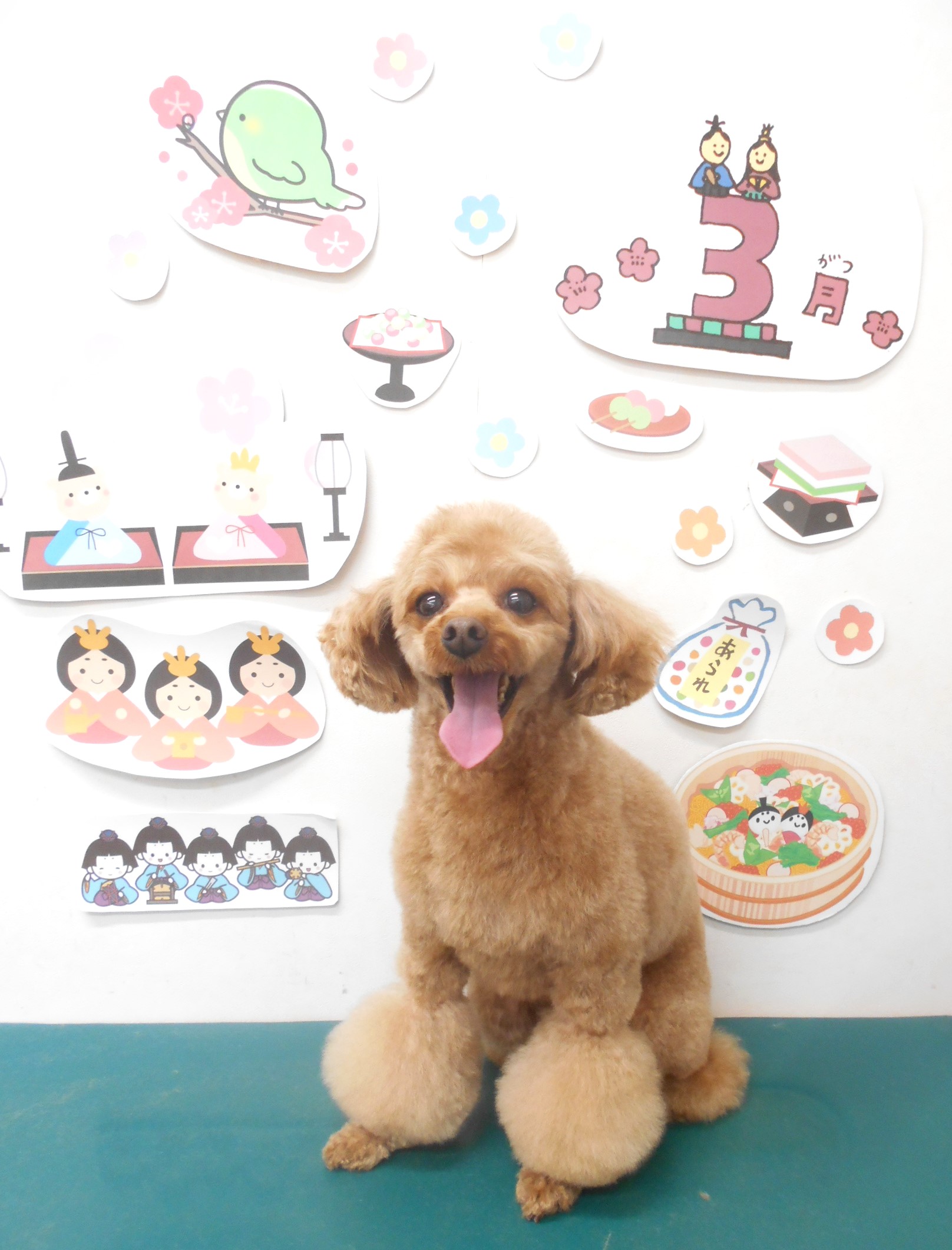 トイプードルのトリミングカット シュシュどうぶつ病院の1枚目