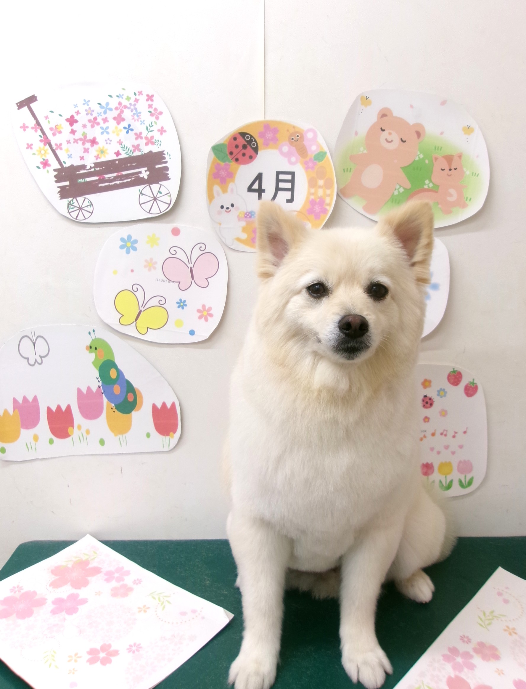 トリミングサロン シュシュどうぶつ病院のトリミングカット-9976の1枚目