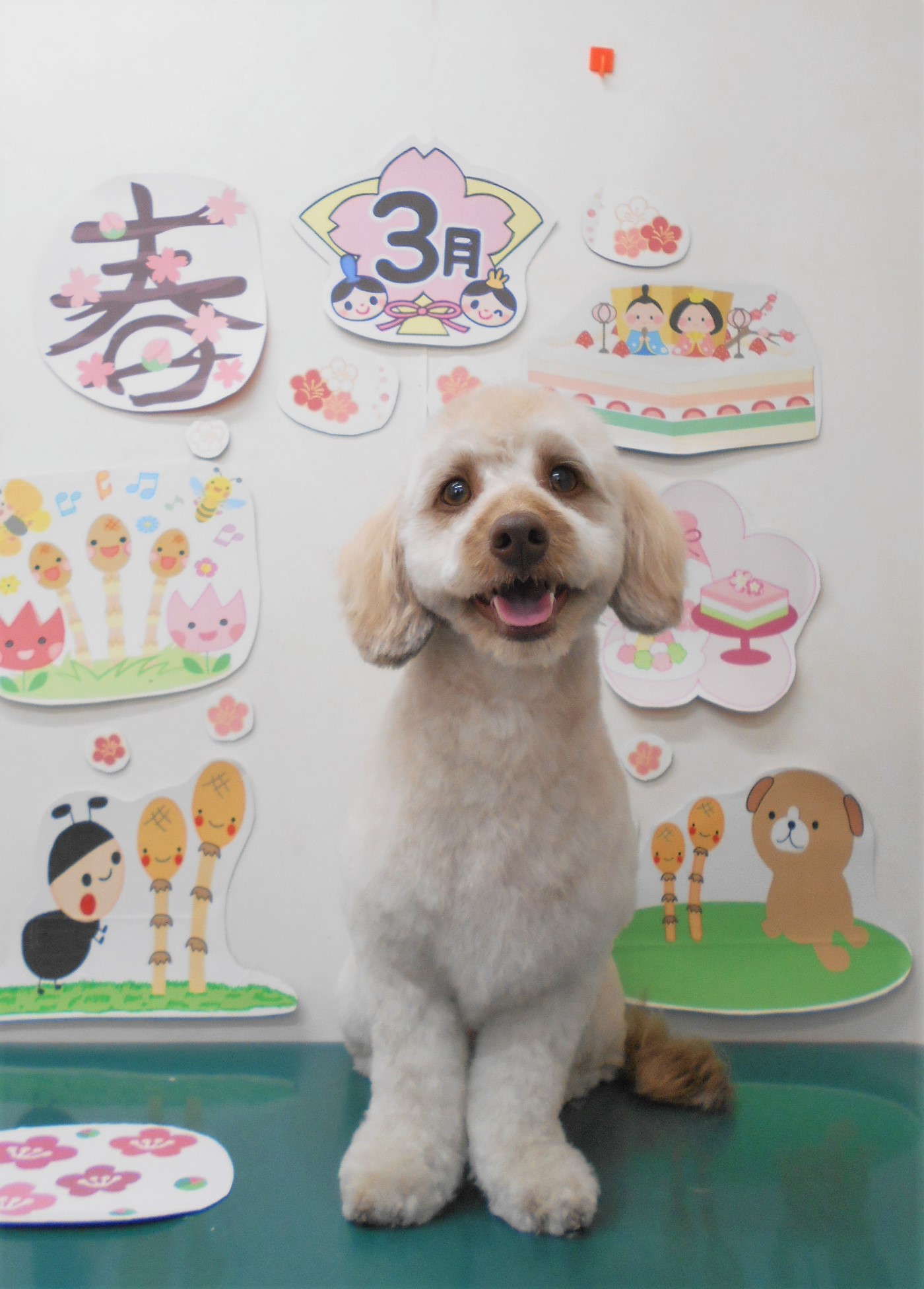 ミックス犬(その他)のトリミングカット シュシュどうぶつ病院の1枚目
