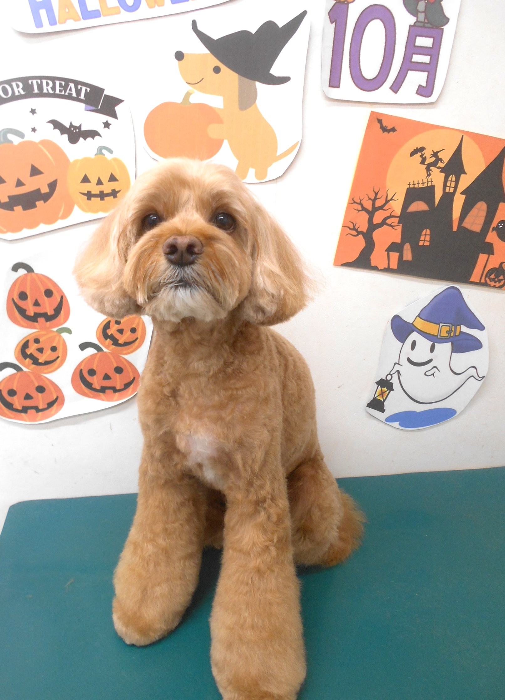 ミックス犬(その他)のトリミングカット シュシュどうぶつ病院の1枚目