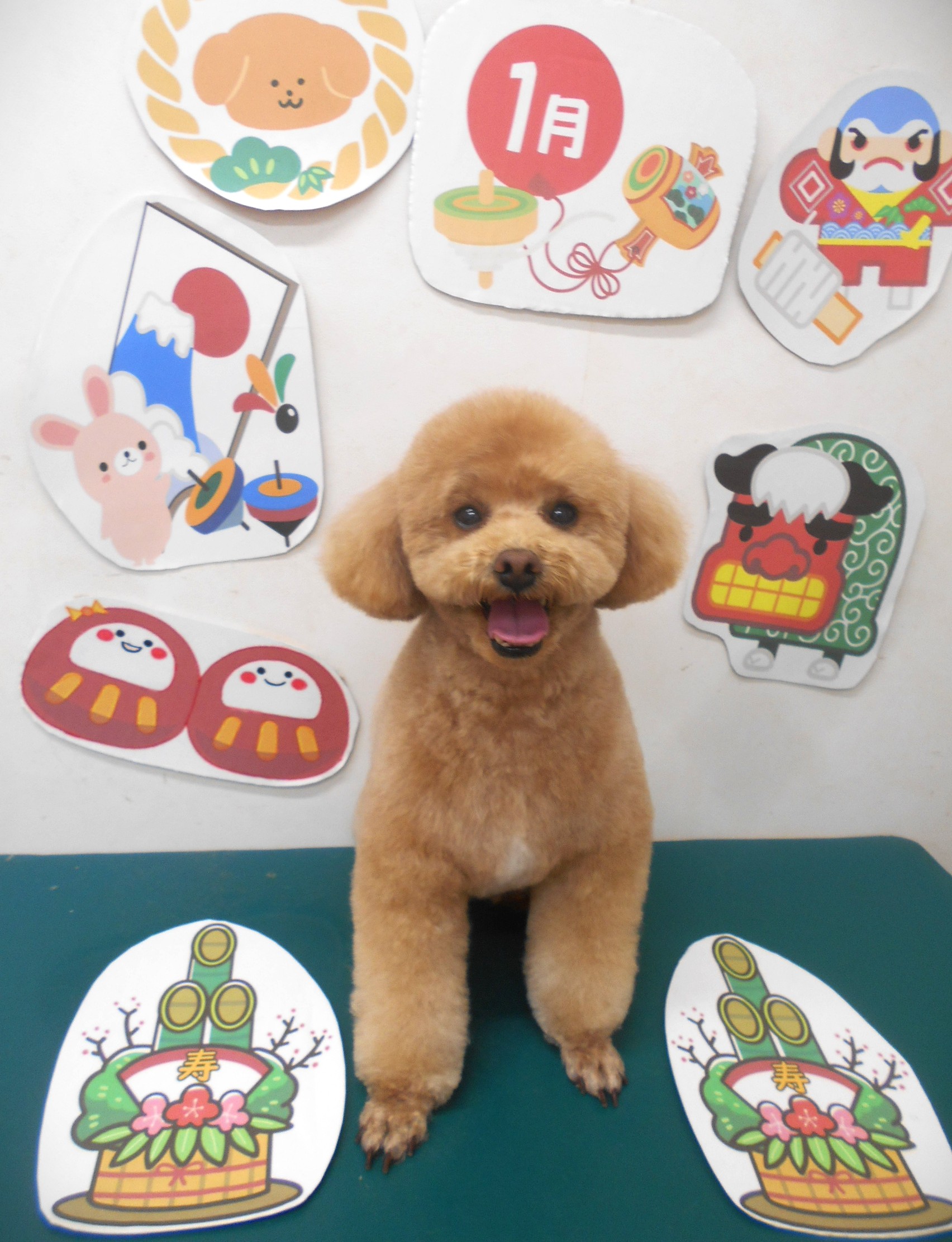 トリミングサロン シュシュどうぶつ病院のトリミングカット-9668の1枚目
