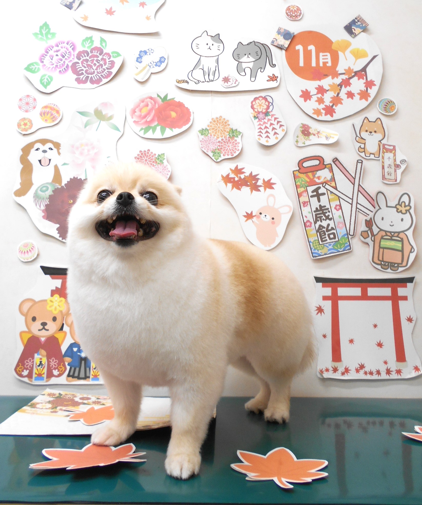 ミックス犬(その他)のトリミングカット シュシュどうぶつ病院の1枚目