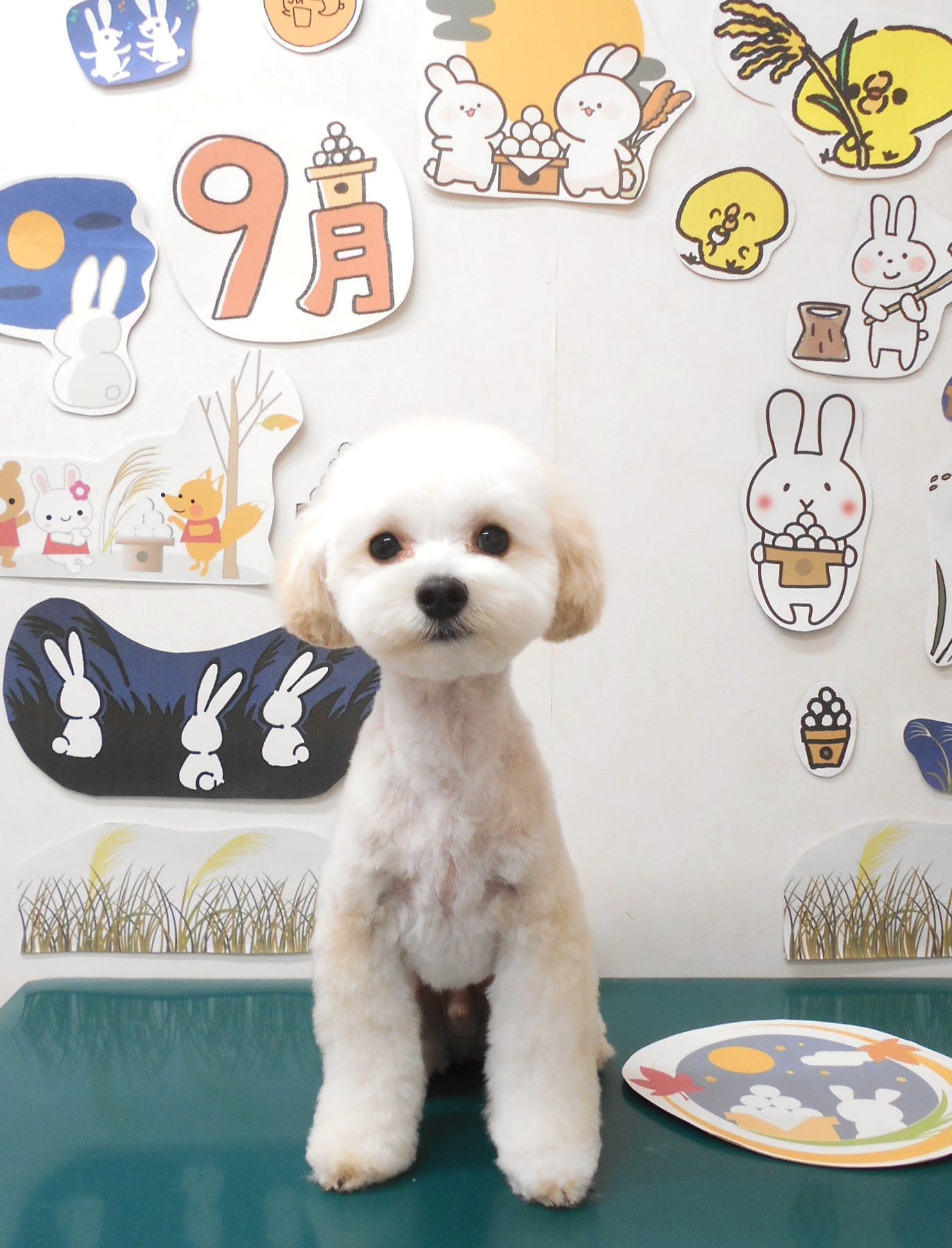 ミックス犬(その他)のトリミングカット シュシュどうぶつ病院の1枚目