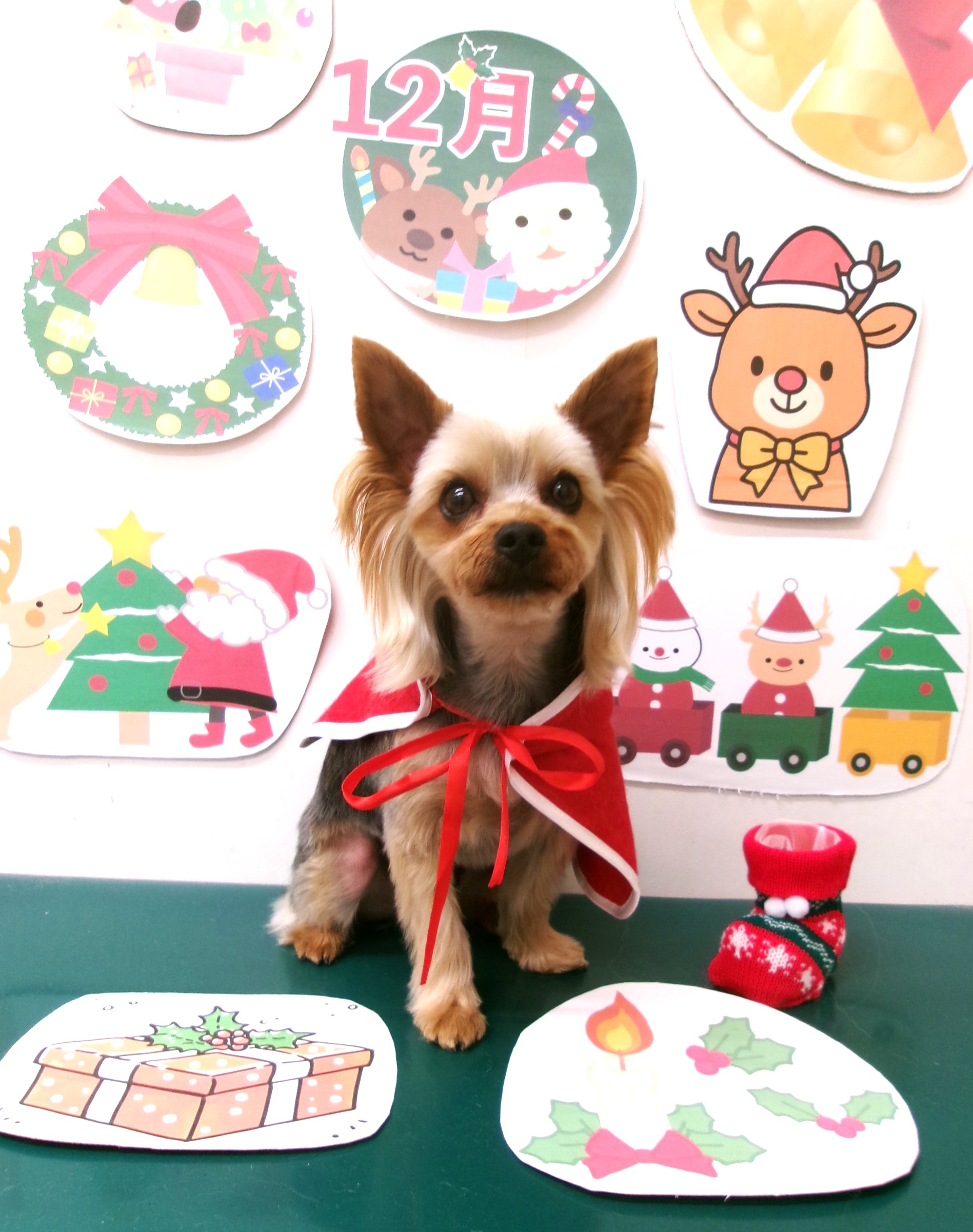 カット例 - シュシュどうぶつ病院