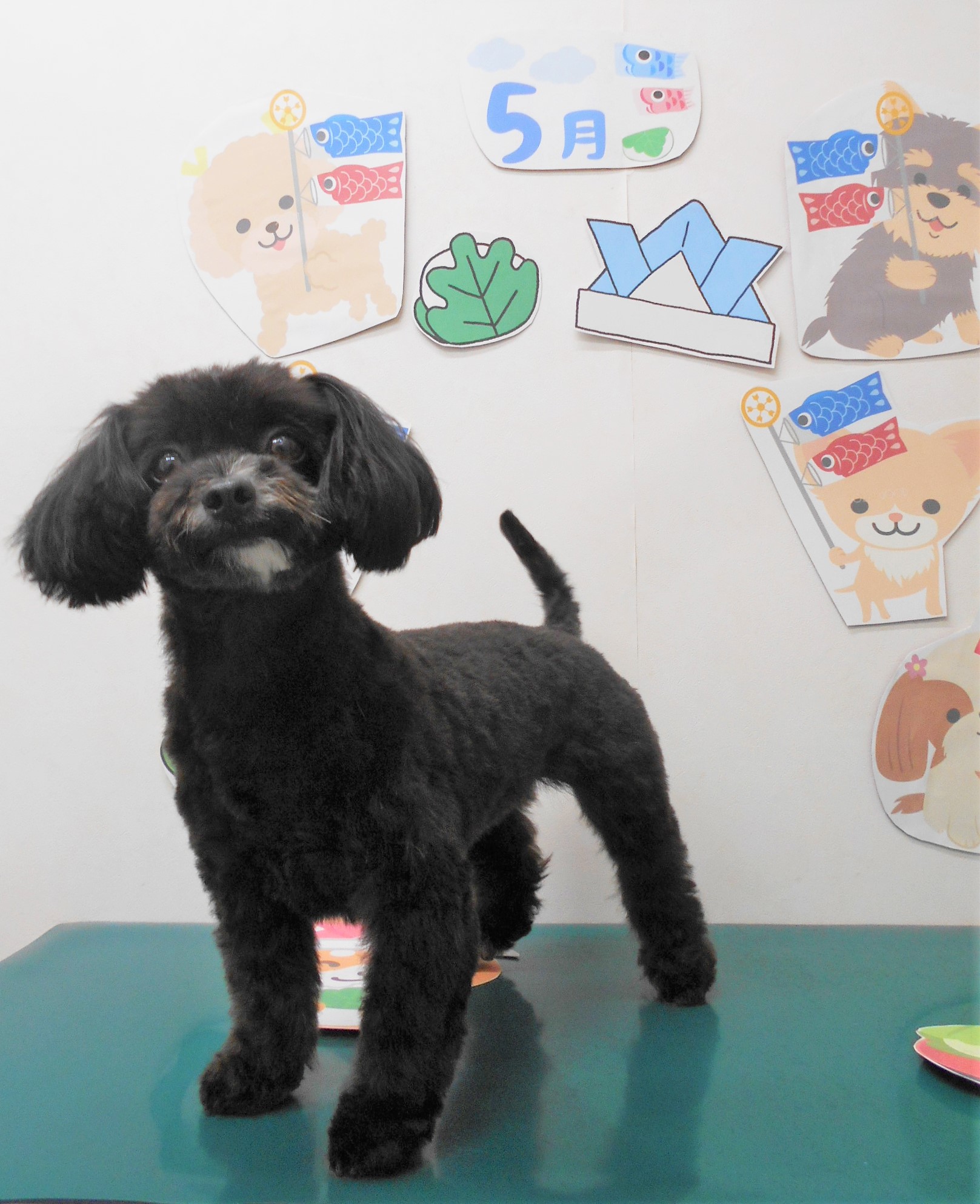 ミックス犬(その他)のトリミングカット シュシュどうぶつ病院の1枚目