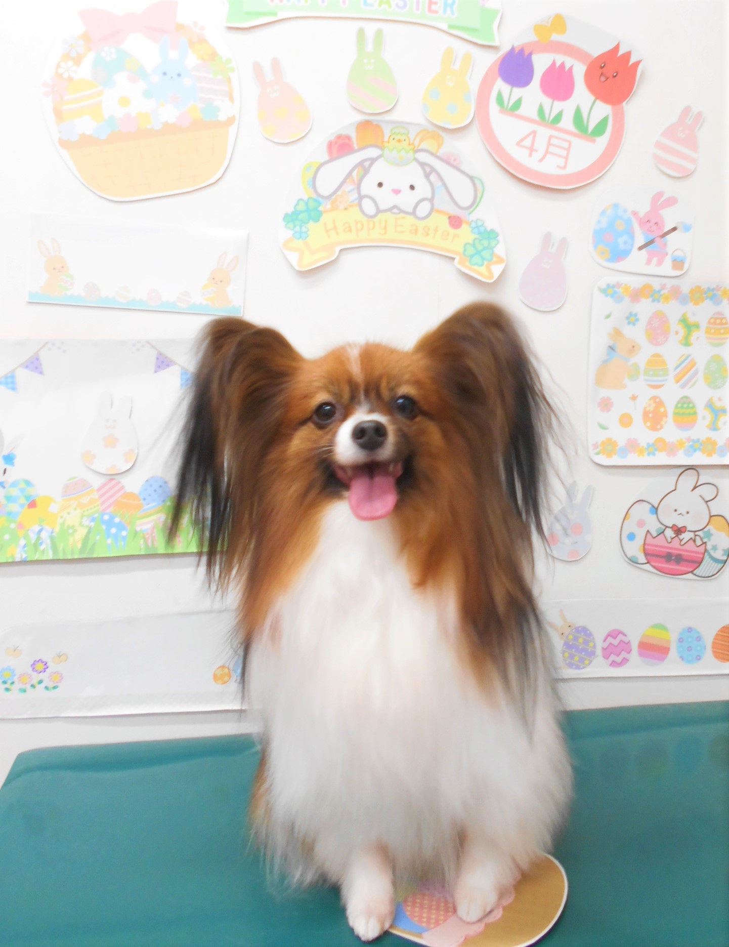 パピヨンのトリミングカット シュシュどうぶつ病院の1枚目