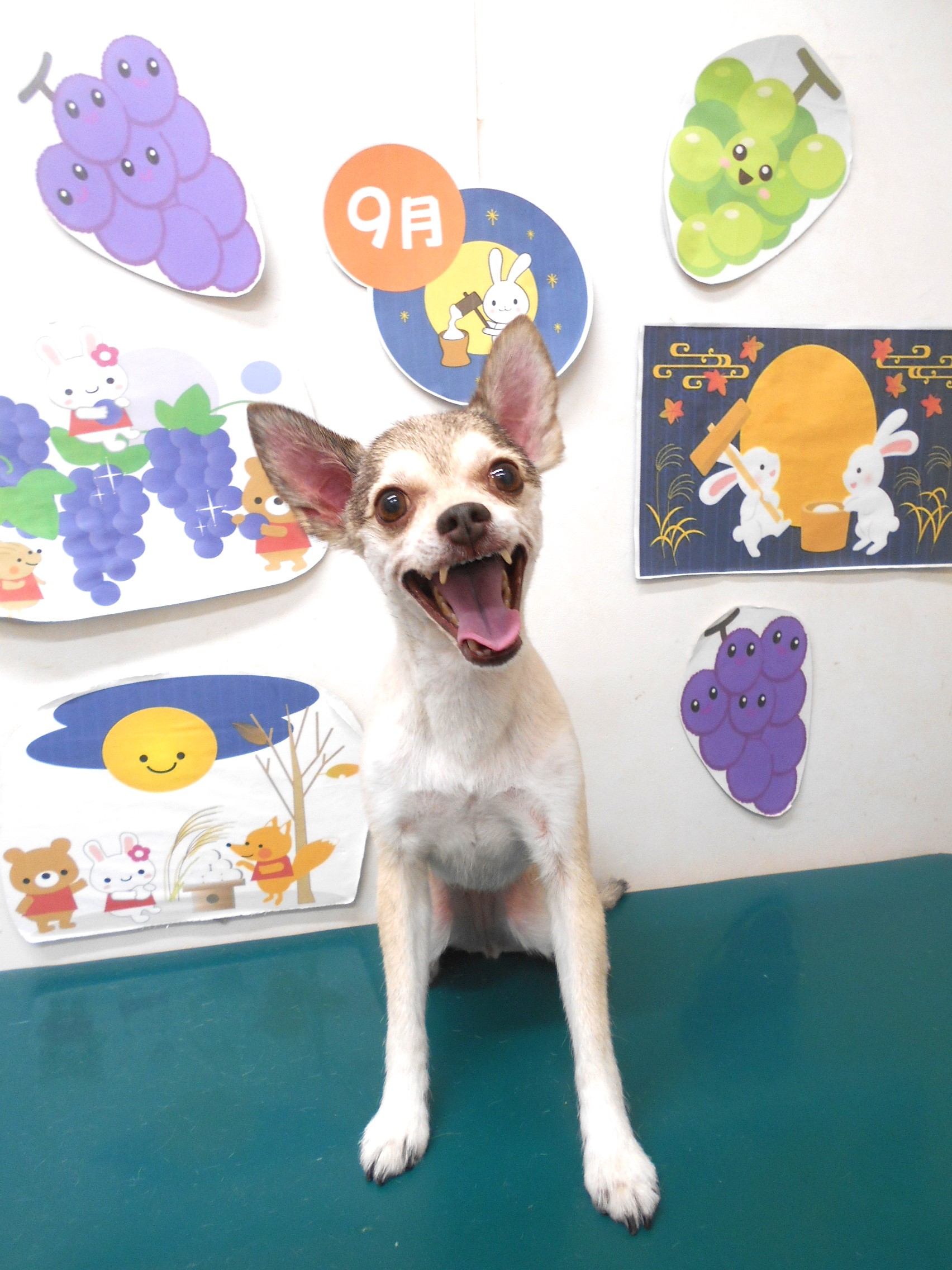 ミックス犬(その他)のトリミングカット シュシュどうぶつ病院の1枚目