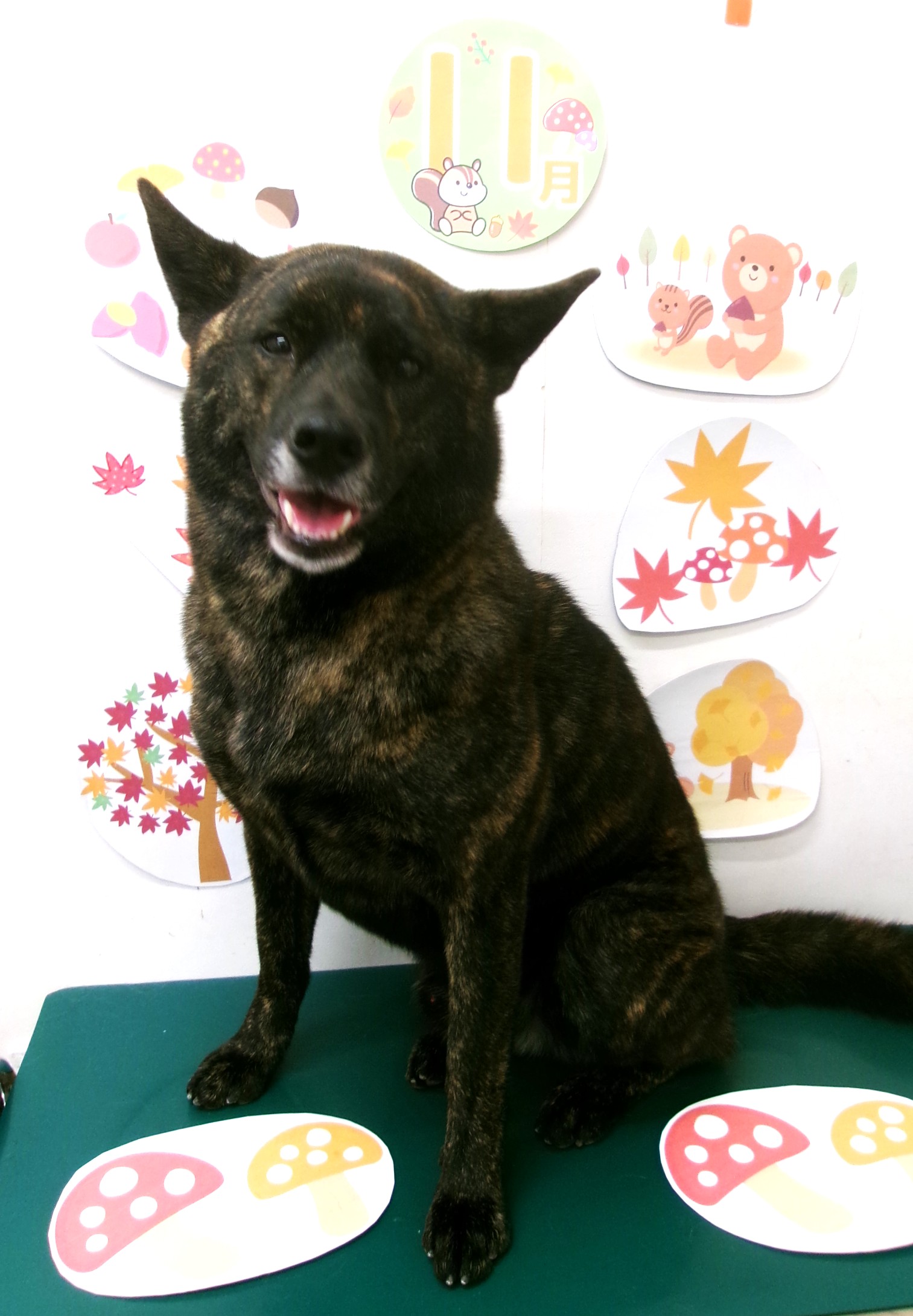 トリミングサロン シュシュどうぶつ病院のトリミングカット-10554の1枚目