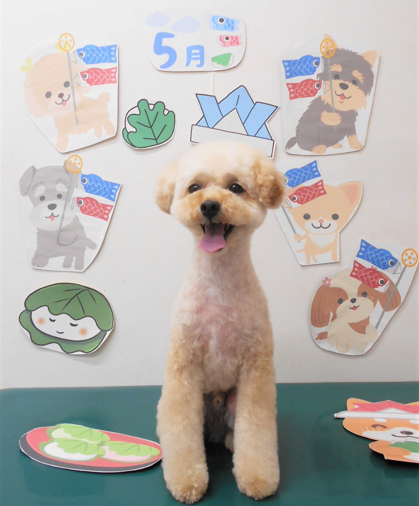 トイプードルのトリミングカット シュシュどうぶつ病院の1枚目