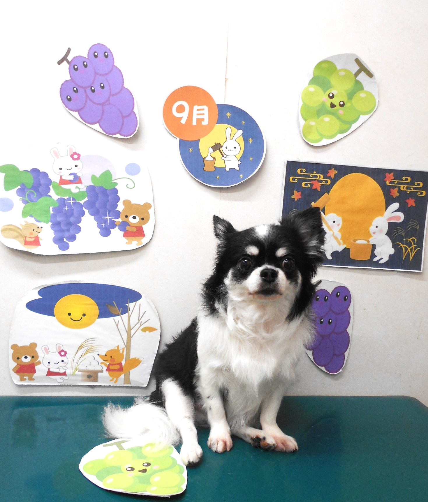 チワワのトリミングカット シュシュどうぶつ病院の1枚目