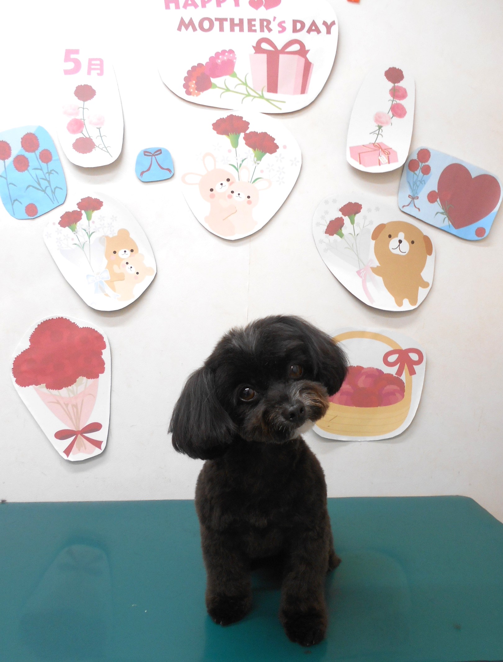 ミックス犬(その他)のトリミングカット シュシュどうぶつ病院の1枚目