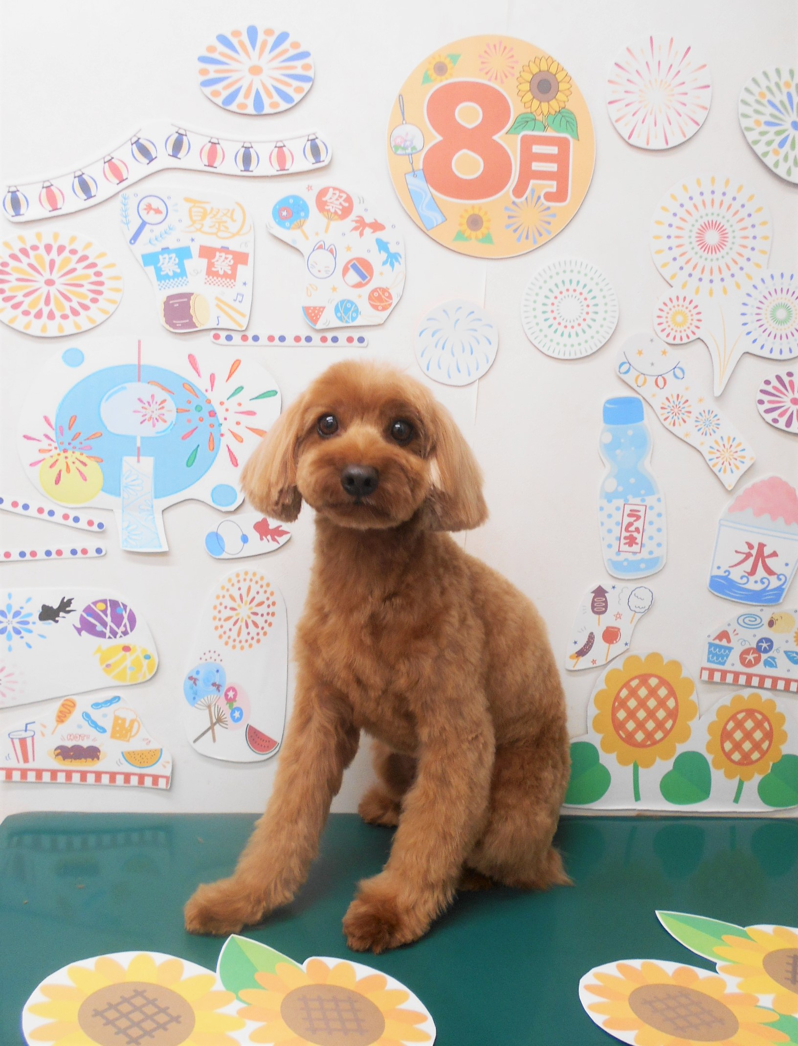 ミックス犬(その他)のトリミングカット シュシュどうぶつ病院の1枚目