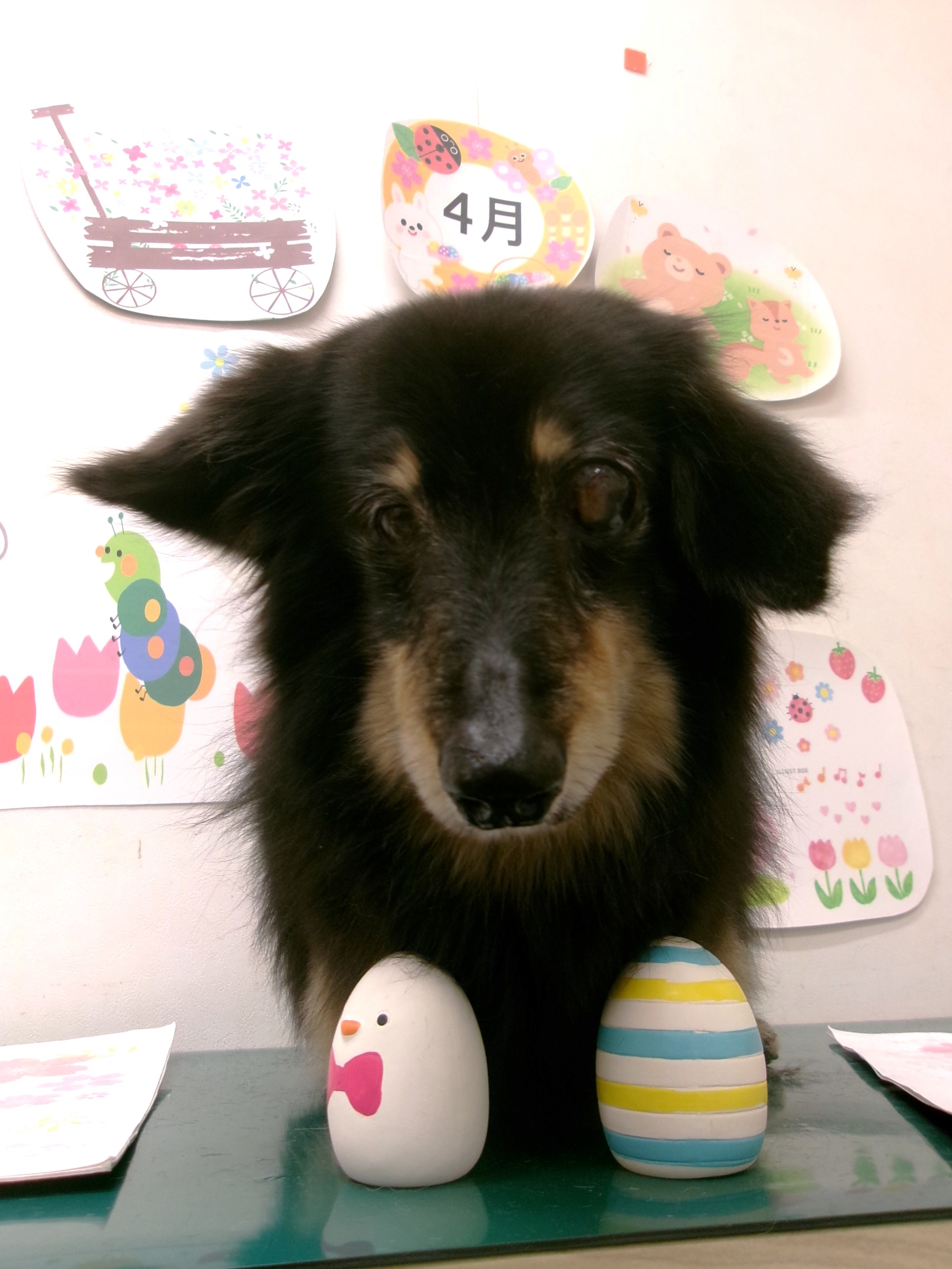 ミニチュアダックスフンドのトリミングカット シュシュどうぶつ病院の1枚目