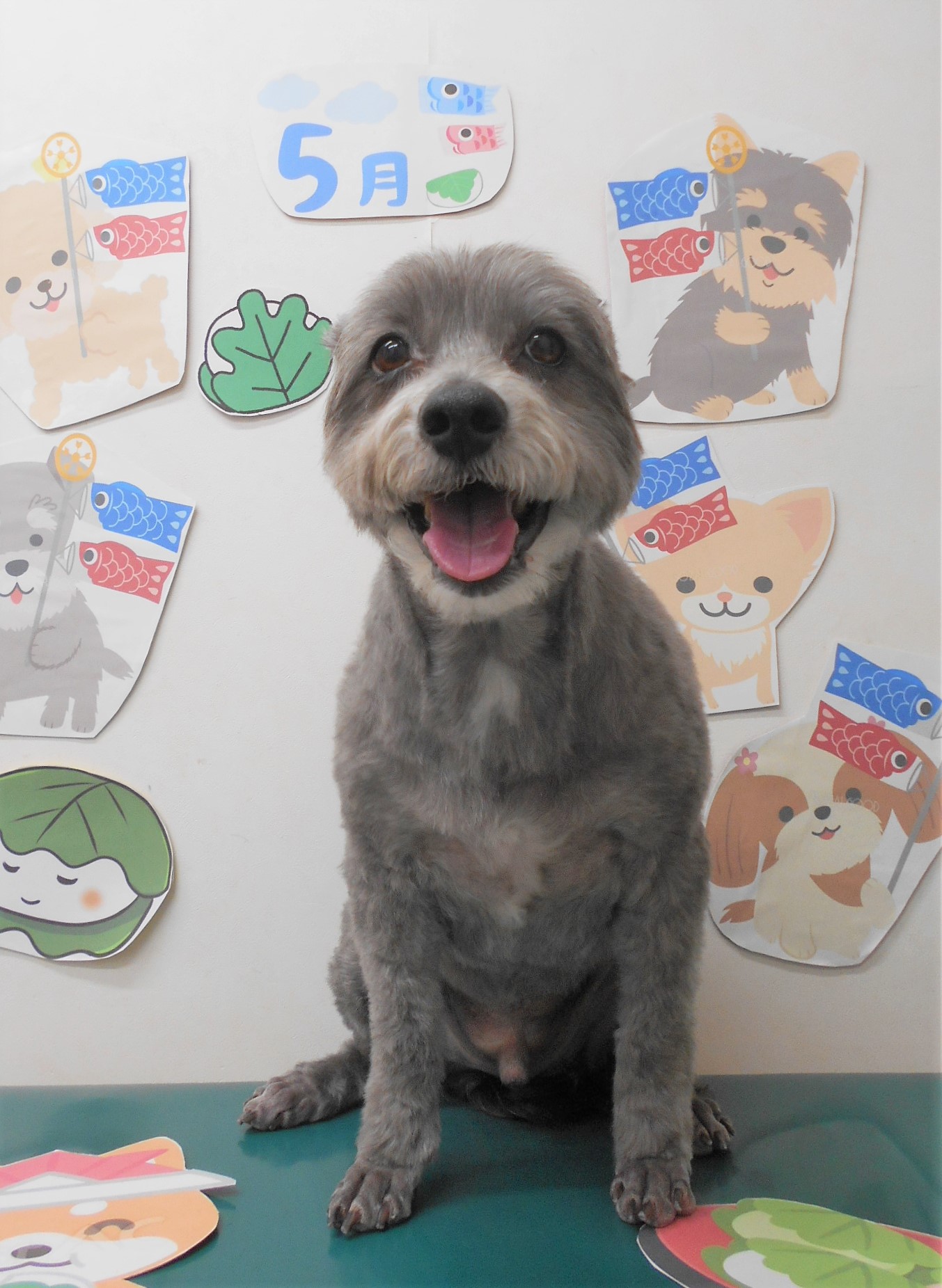 ミックス犬(その他)のトリミングカット シュシュどうぶつ病院の1枚目